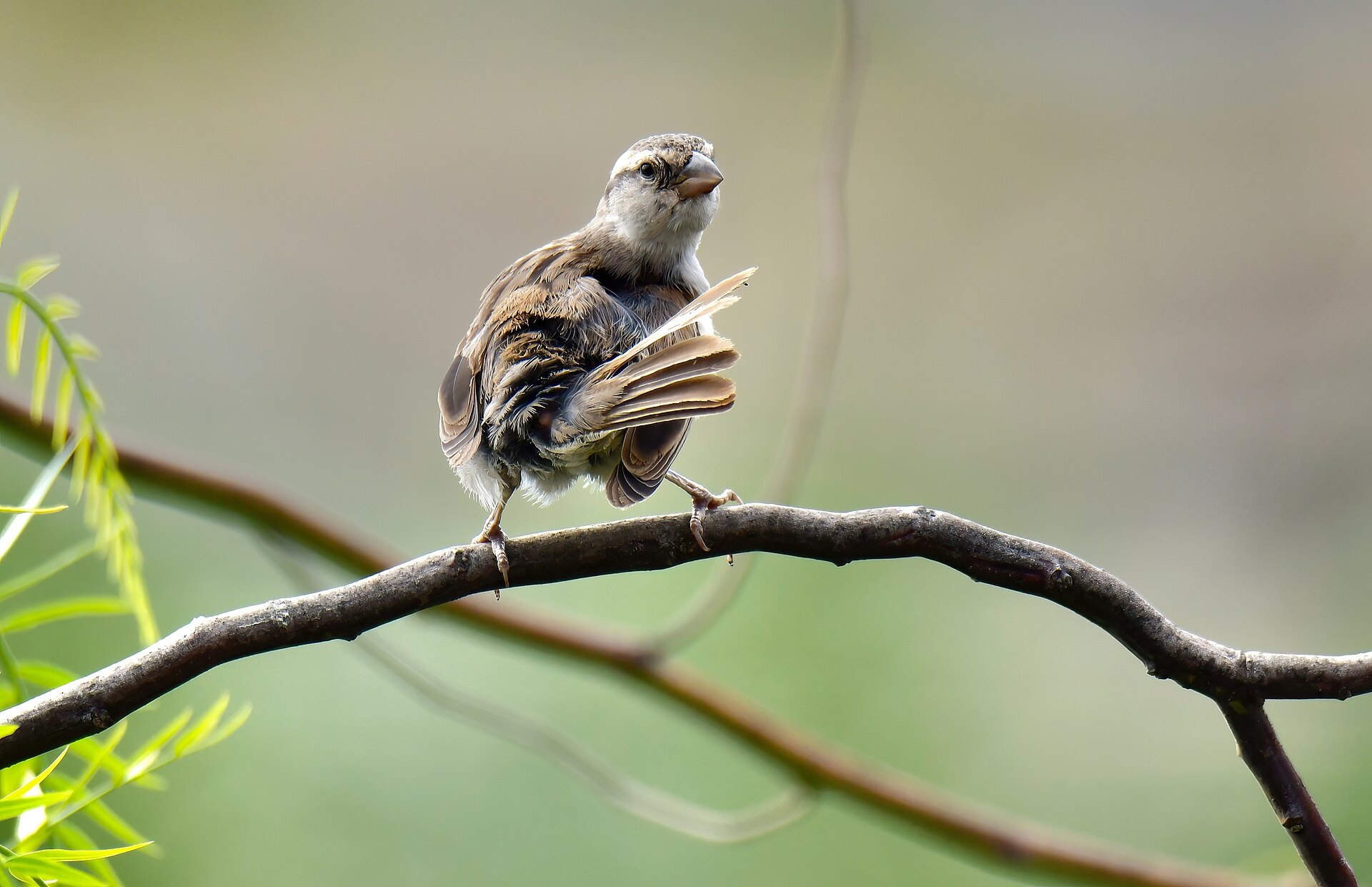 Sind Sparrow (Passer pyrrhonotus)