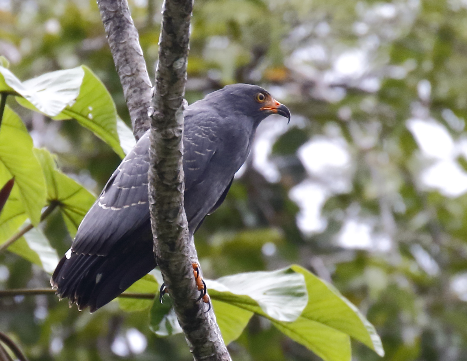 Slender-billed Kite Slender-billed Kite ()