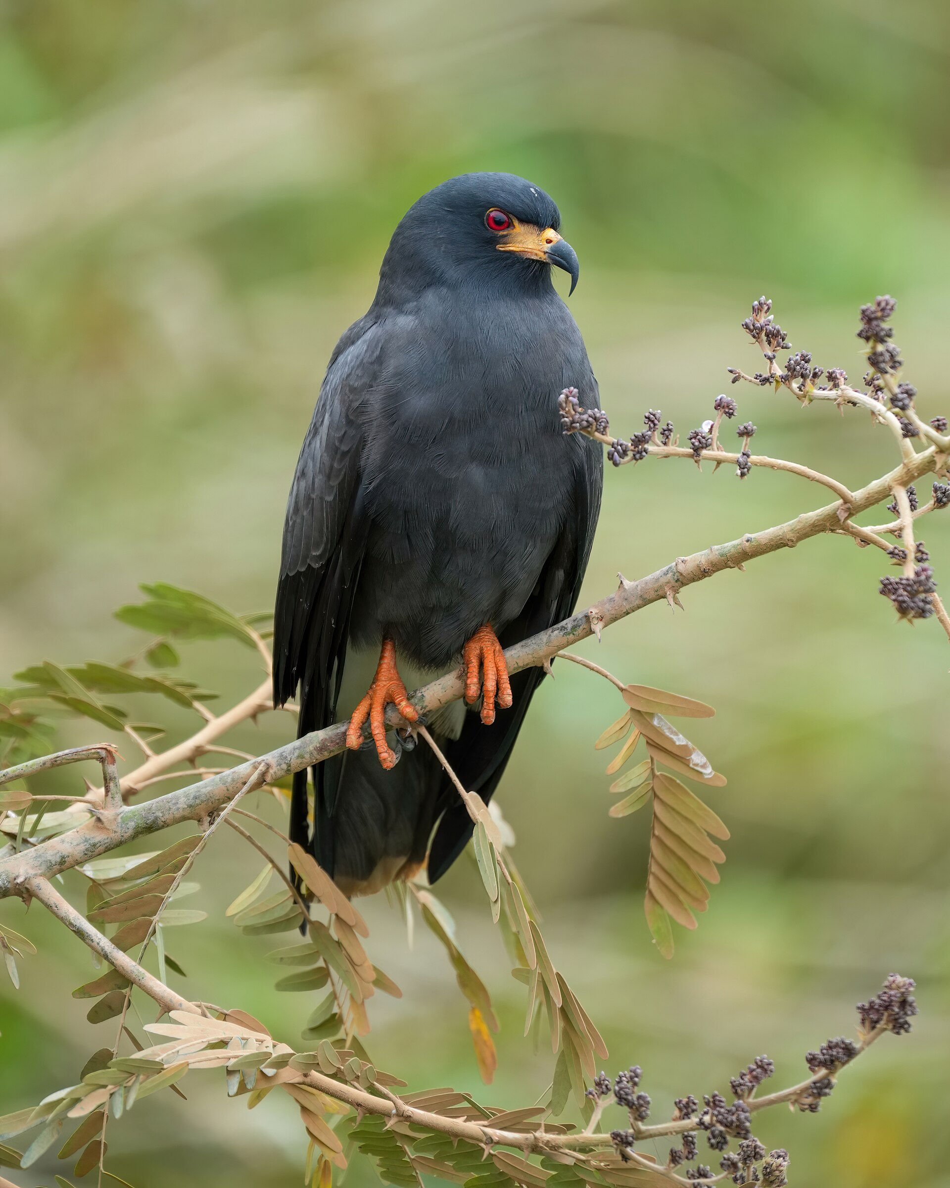 Snail Kite (Rostrhamus sociabilis)