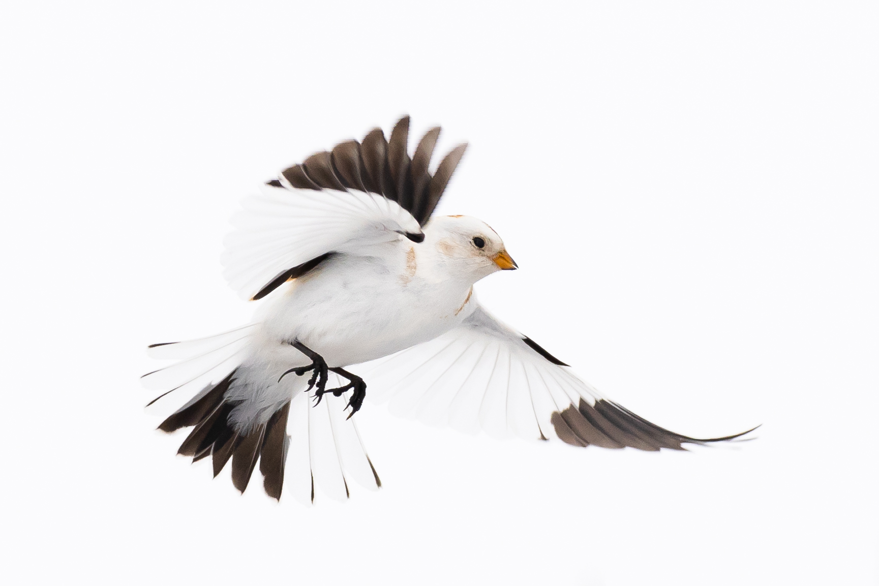 Snow Bunting Adaptation ()