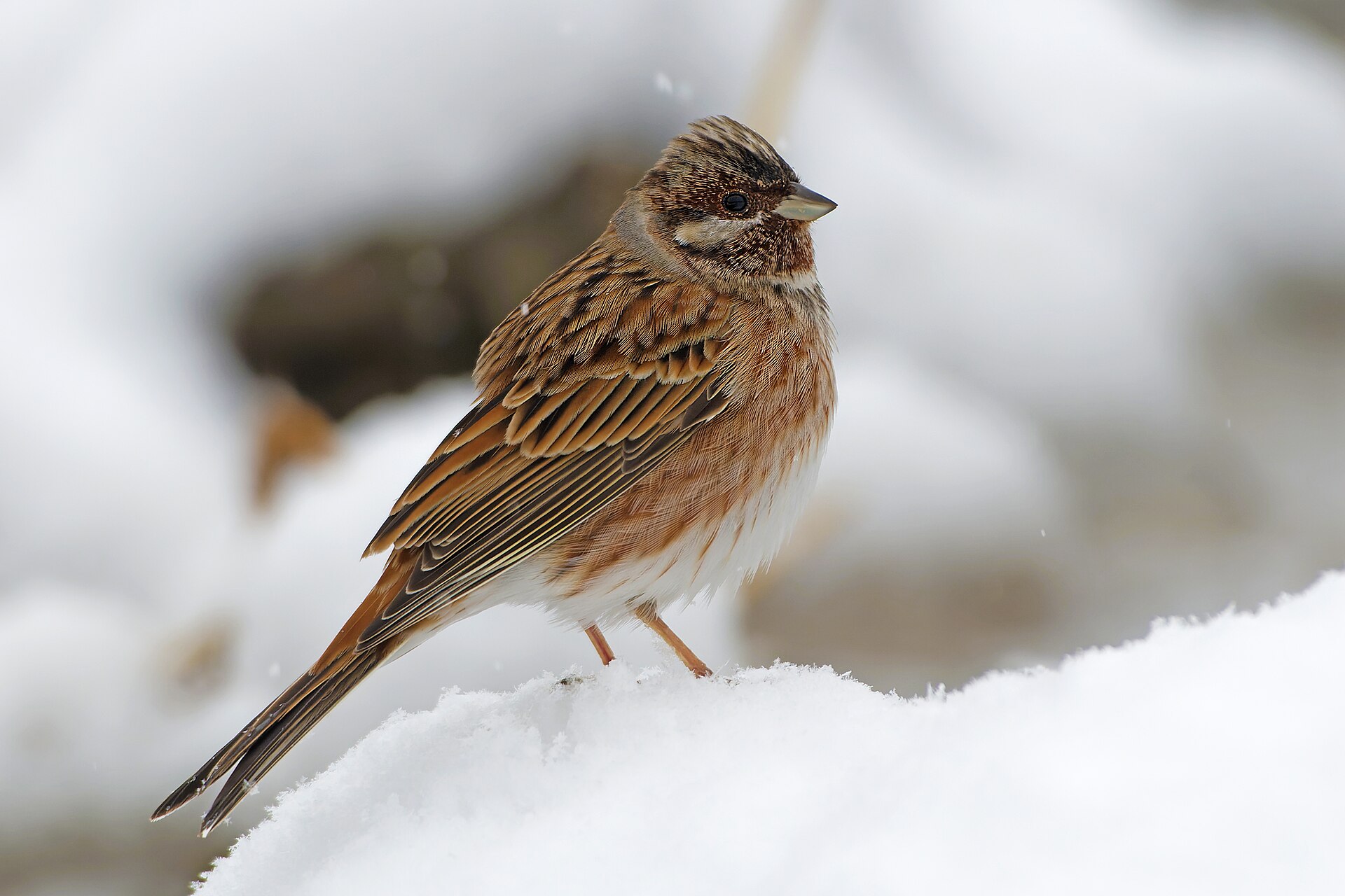 Snow Bunting Breeding (Plectrophenax nivalis)