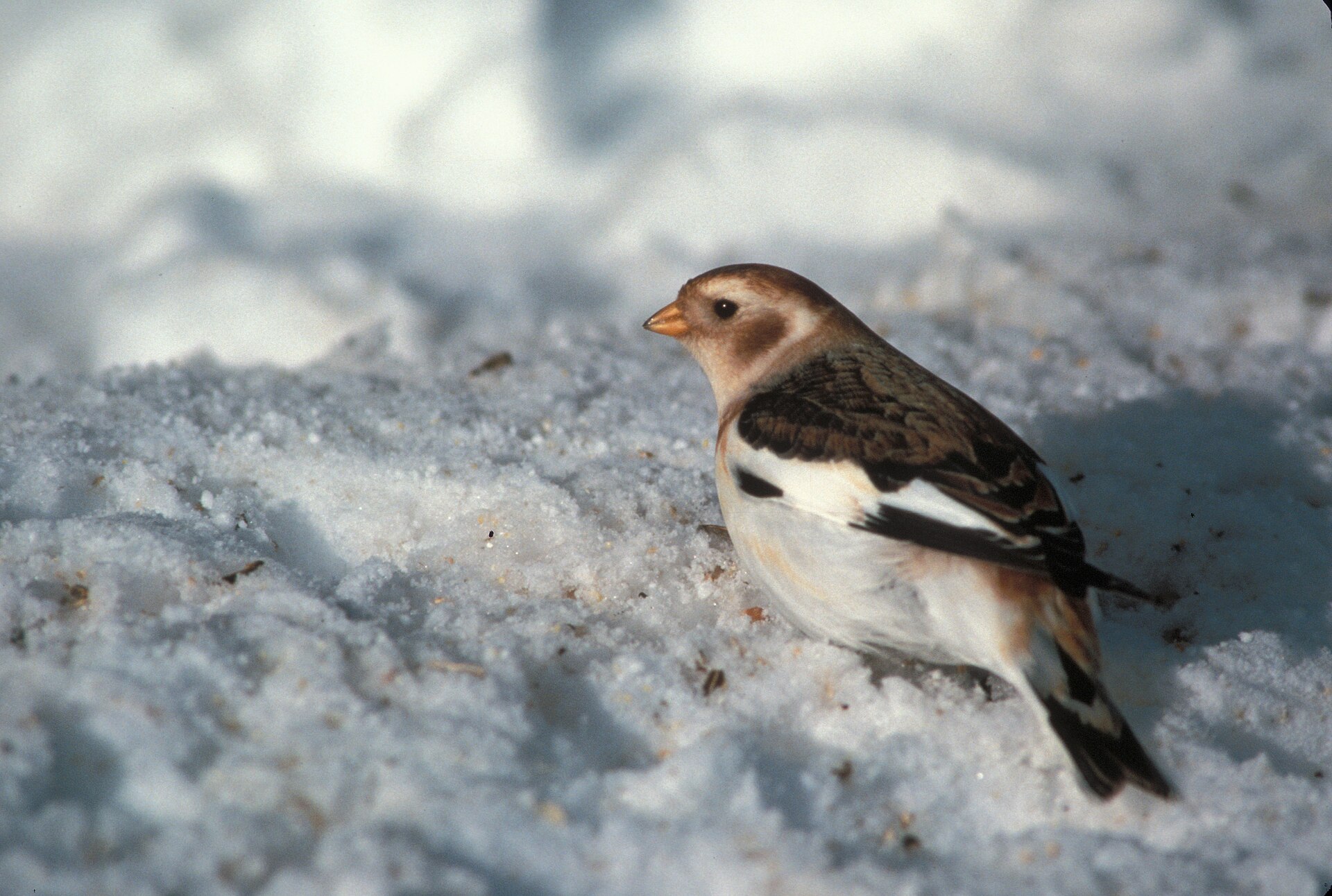 Snow Bunting Habitat Snow Bunting Habitat ()