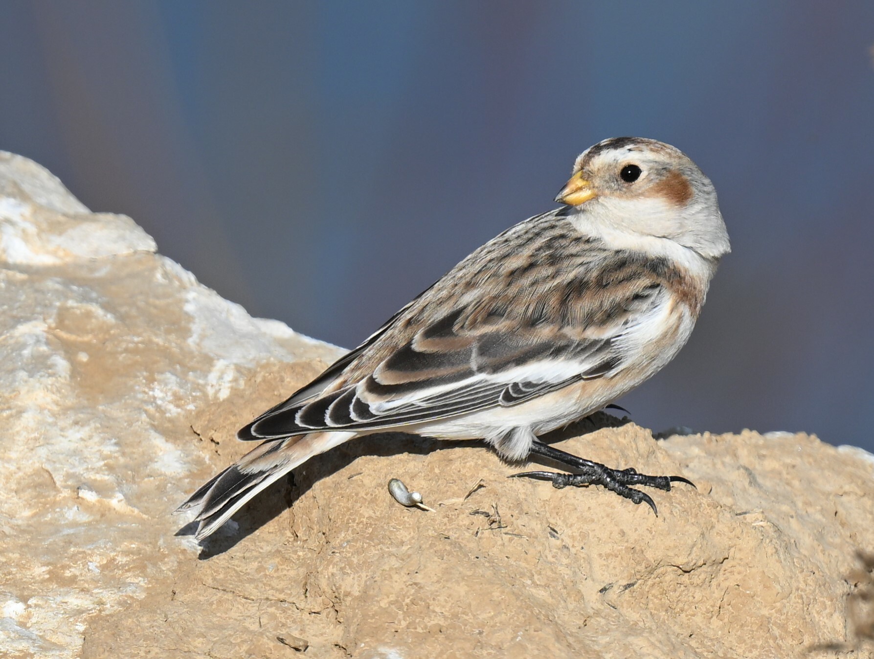 Snow Bunting Snow Bunting (Plectrophenax nivalis)