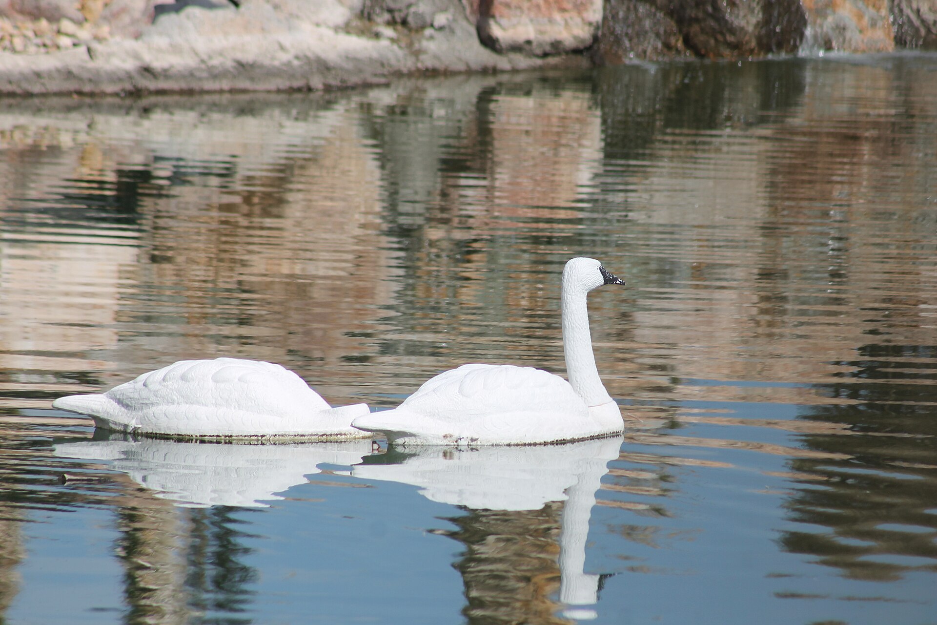 Snow Geese ()