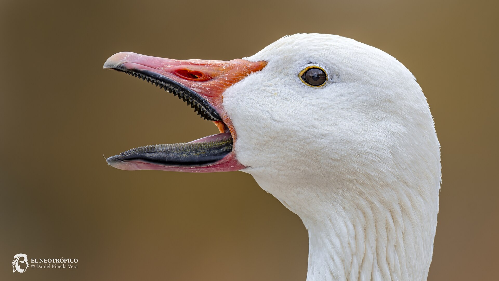 Snow Goose (Anser caerulescens)