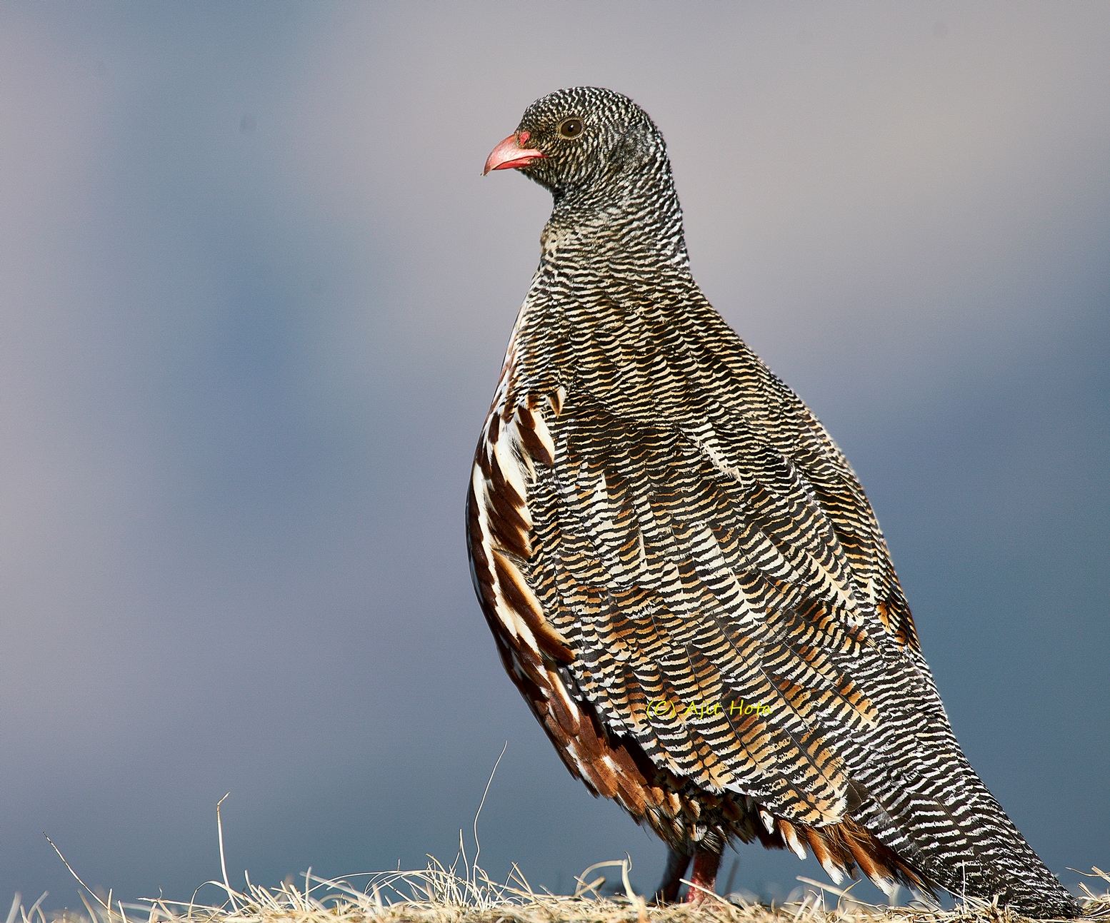 Snow Partridge Snow Partridge (Lerwa lerwa)