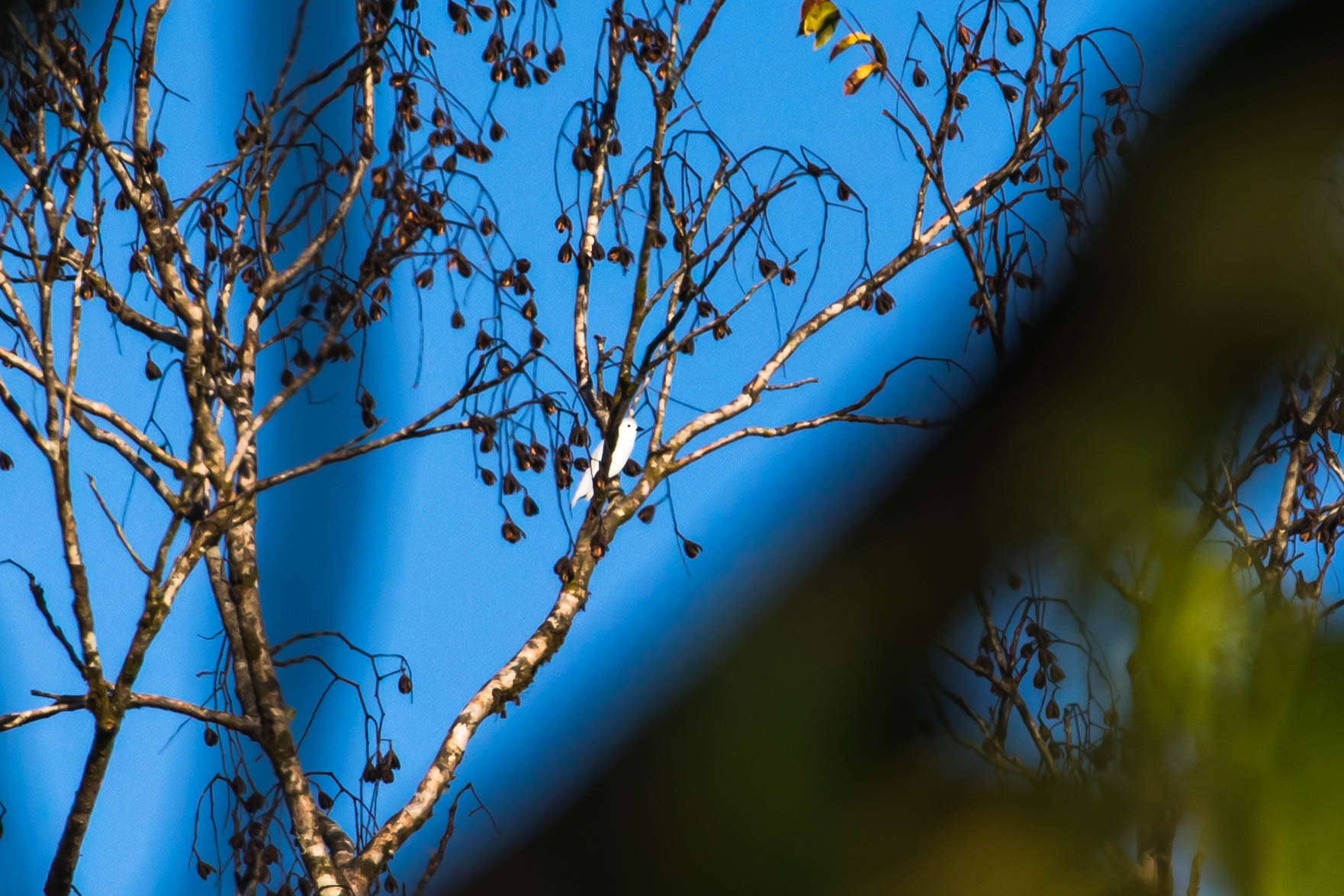 Snowy Cotinga Snowy Cotinga ()