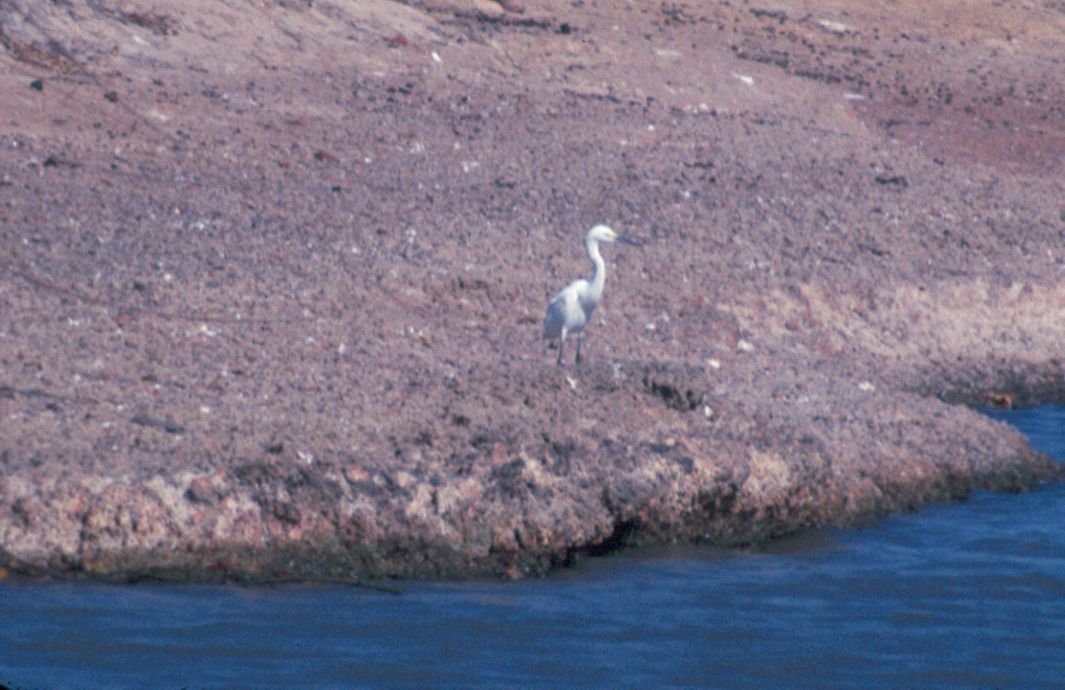 Snowy Egret Identification ()