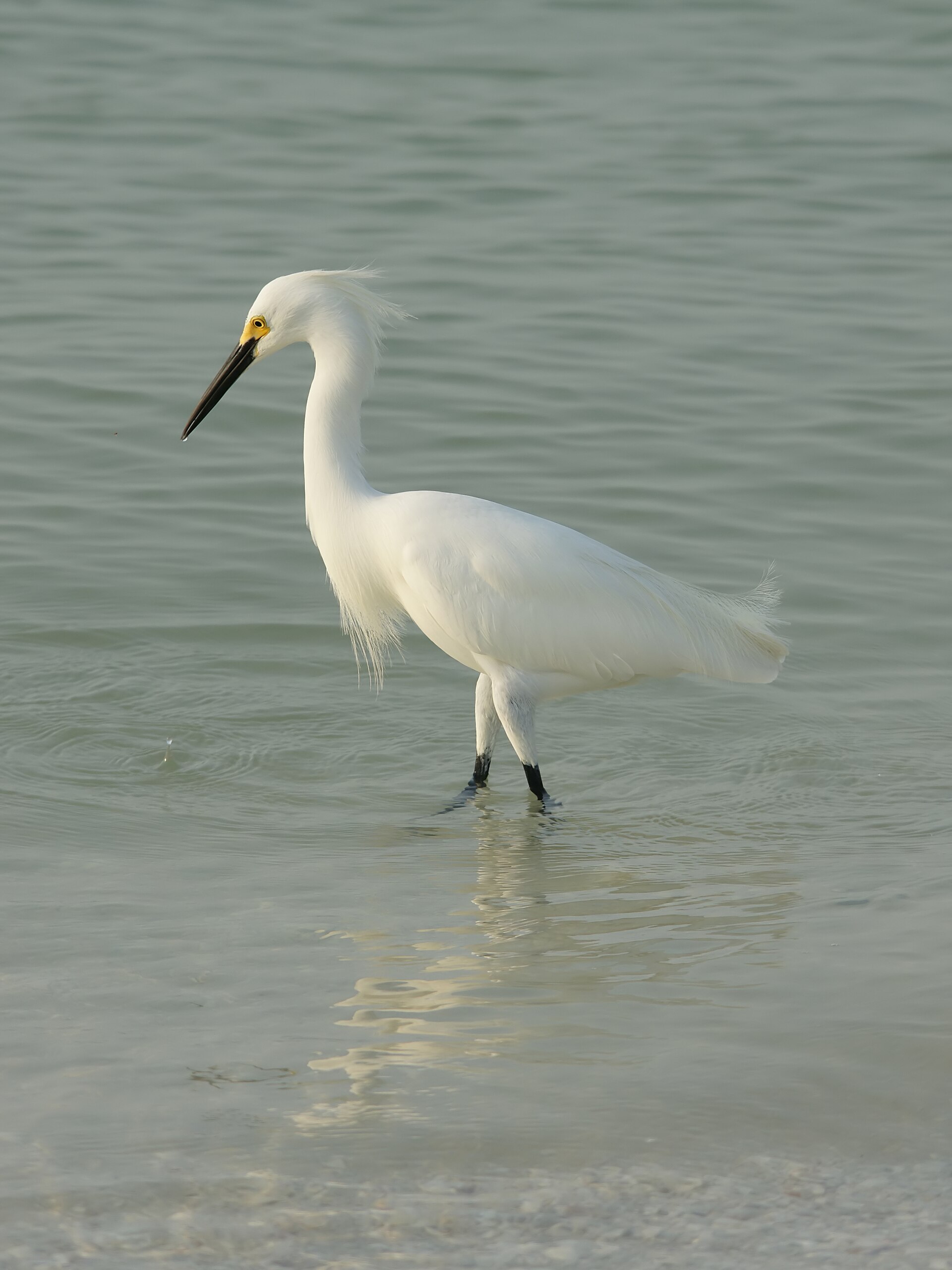 Snowy Egret Snowy Egret (Egretta thula)