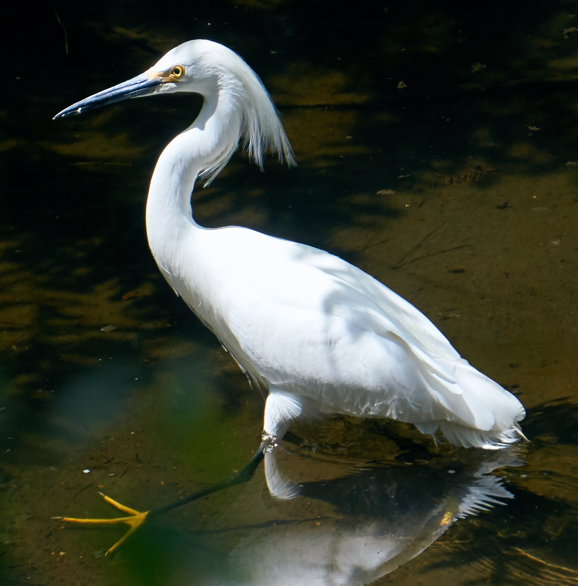 Snowy Egrets Spotted ()