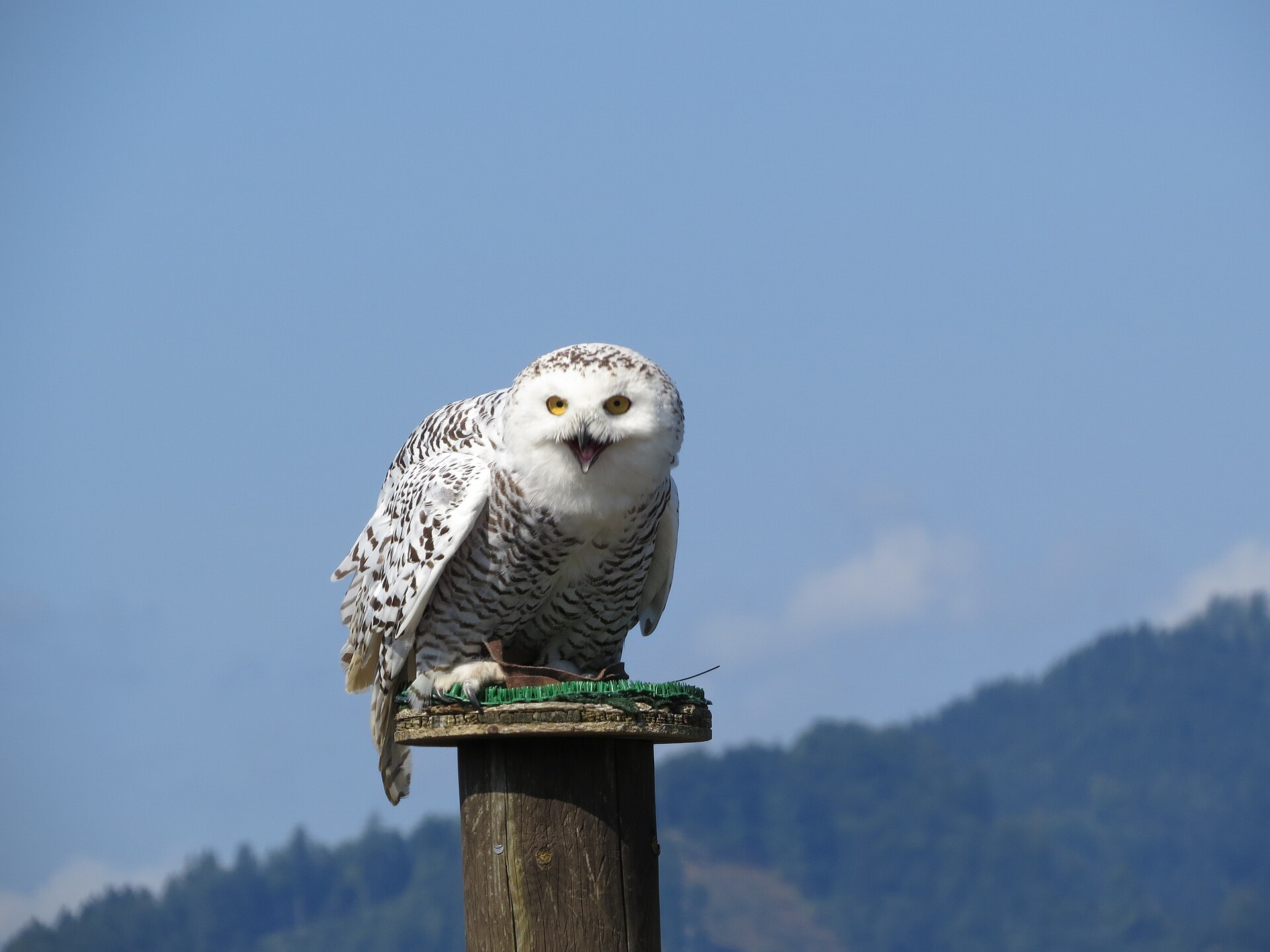 Snowy Owl Snowy Owl (Bubo scandiacus)