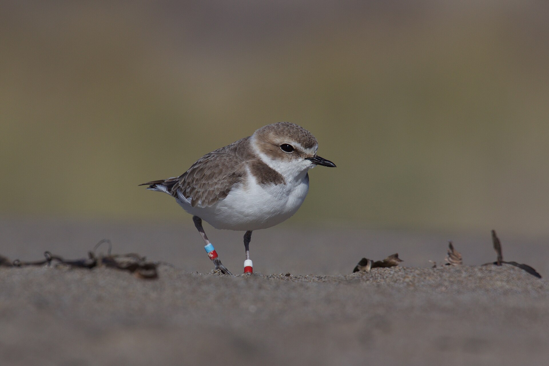 Snowy Plover Snowy Plover (Charadrius nivosus)