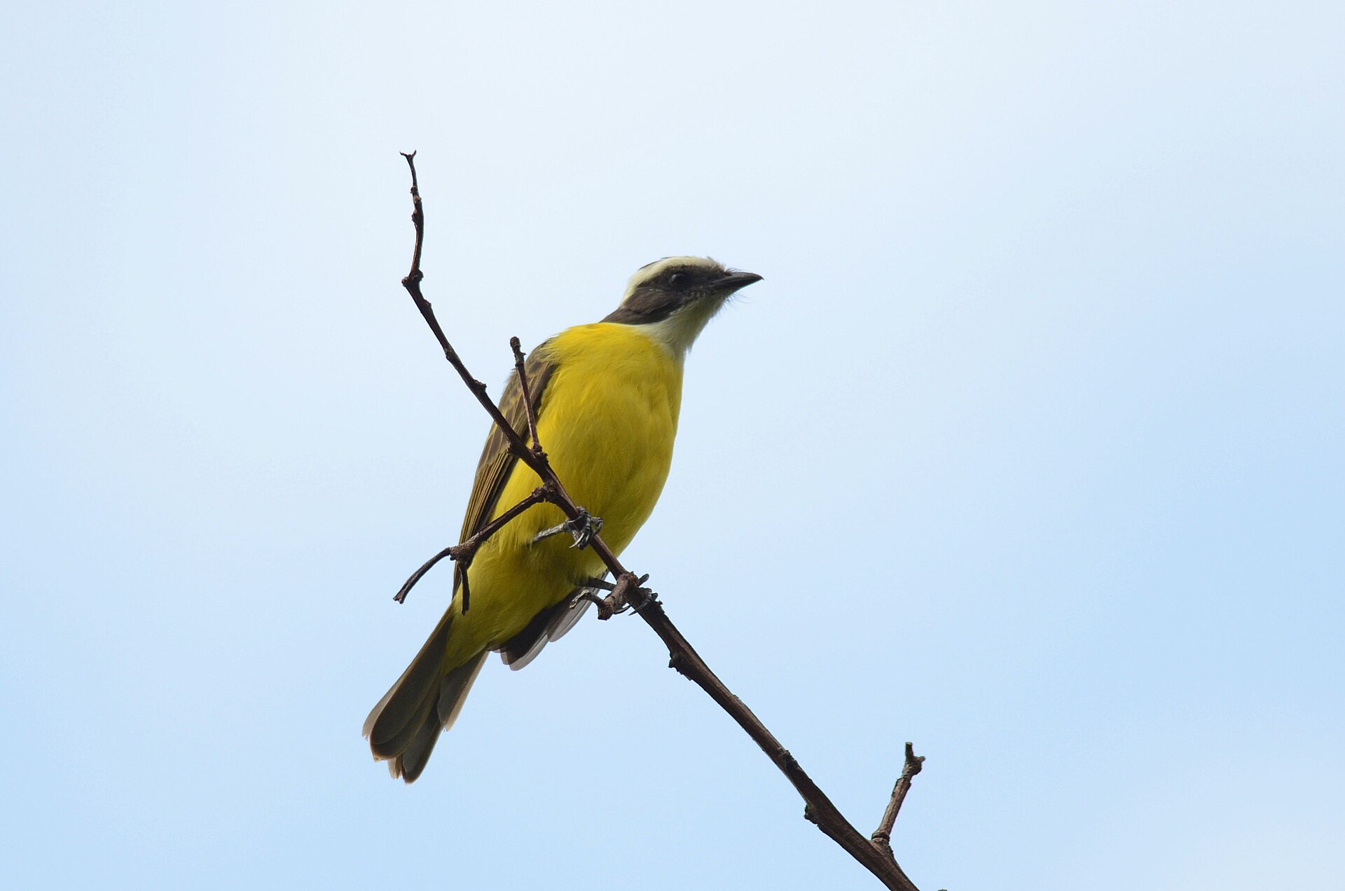 Social Flycatcher ()