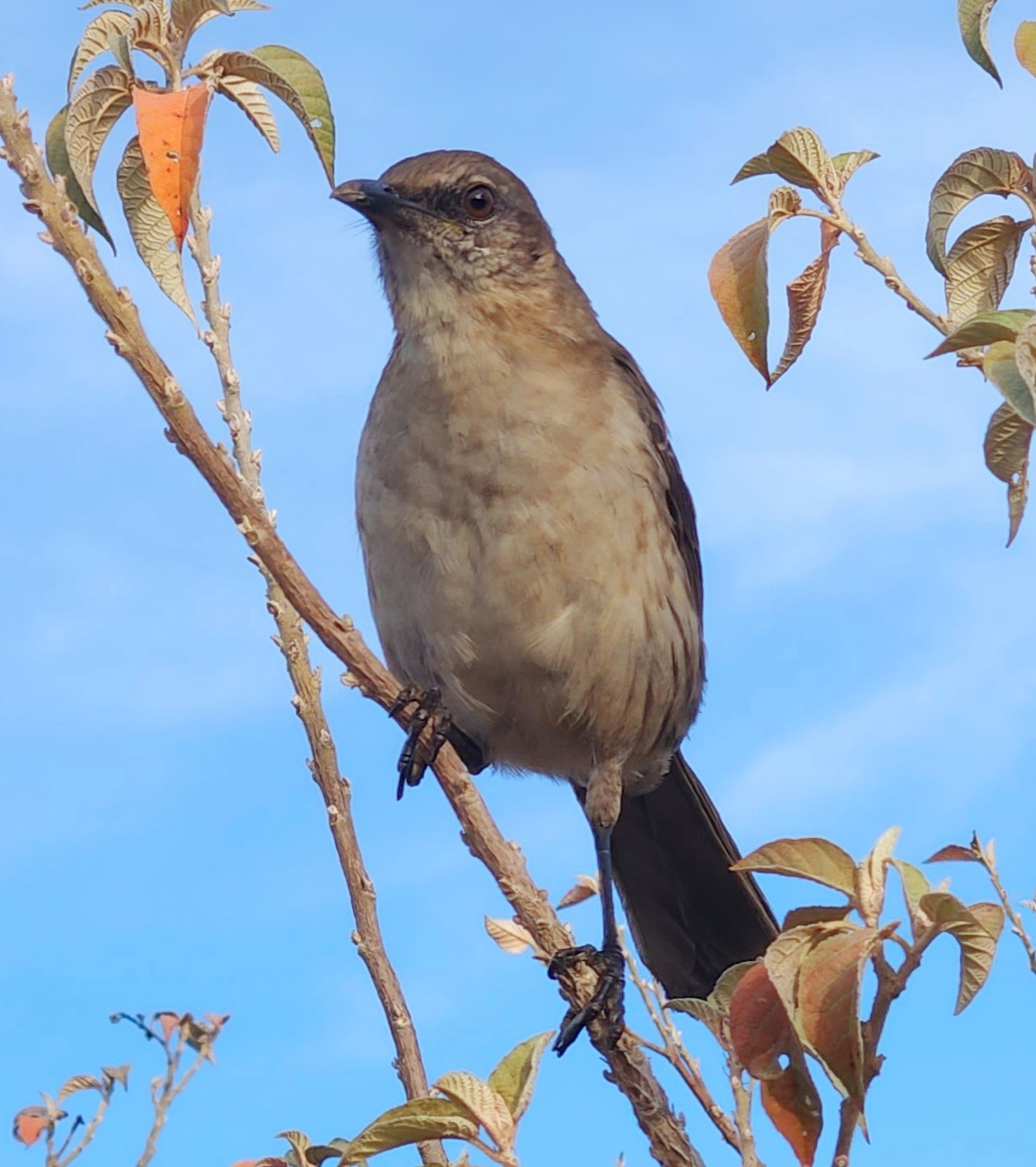 Socorro Mockingbird Socorro Mockingbird ()