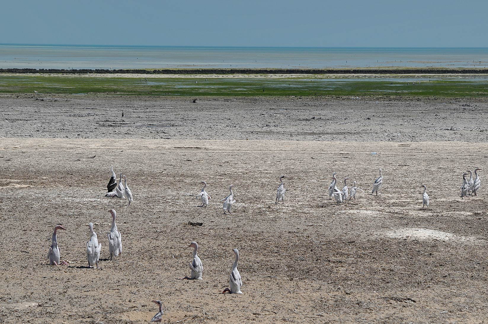 Socotra Cormorant Socotra Cormorant ()