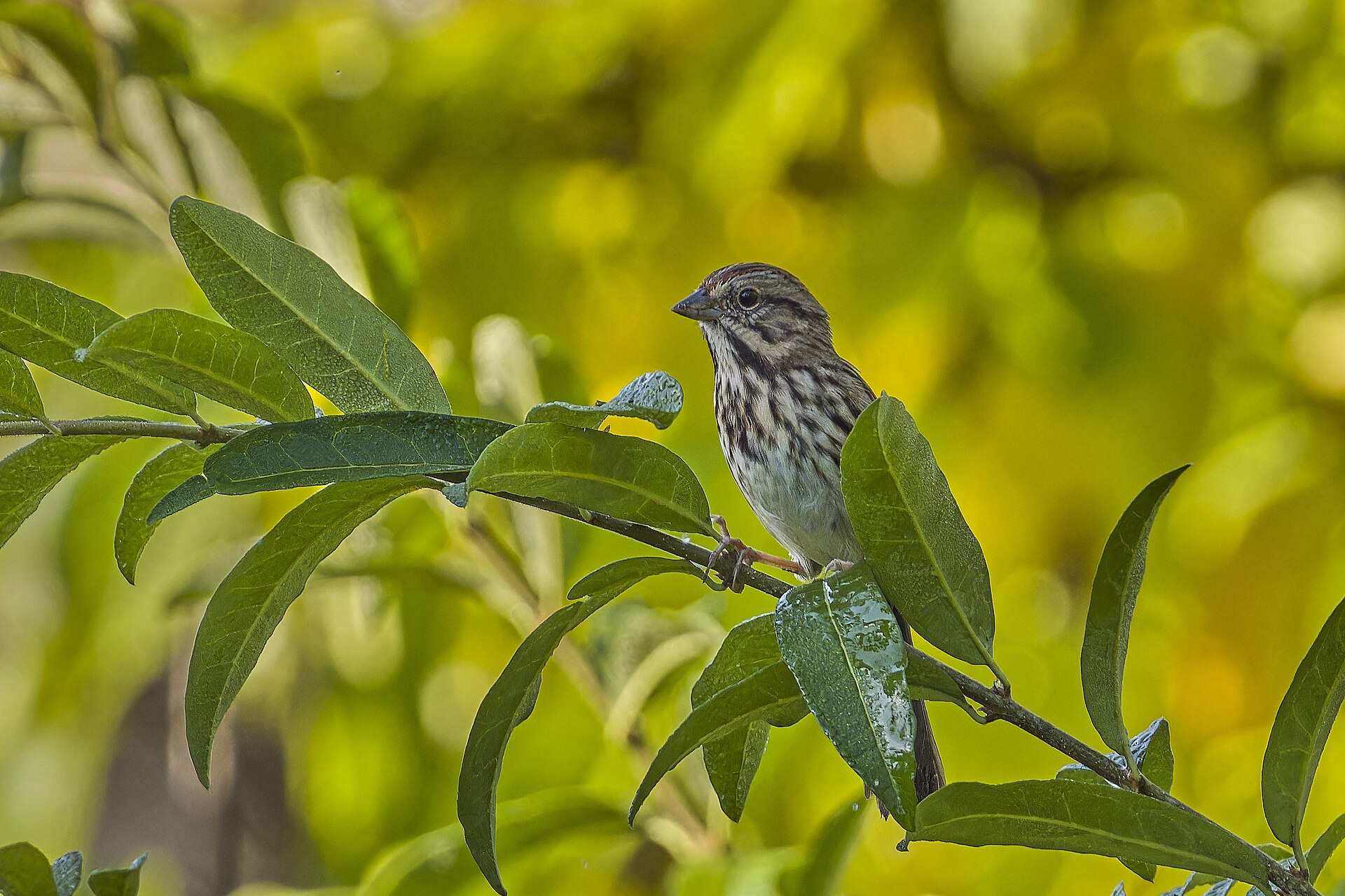 Song Sparrow ()
