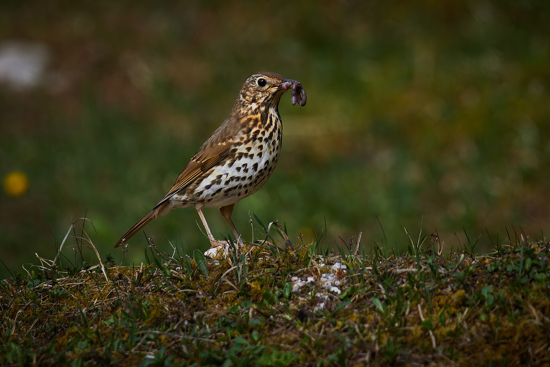 song thrush