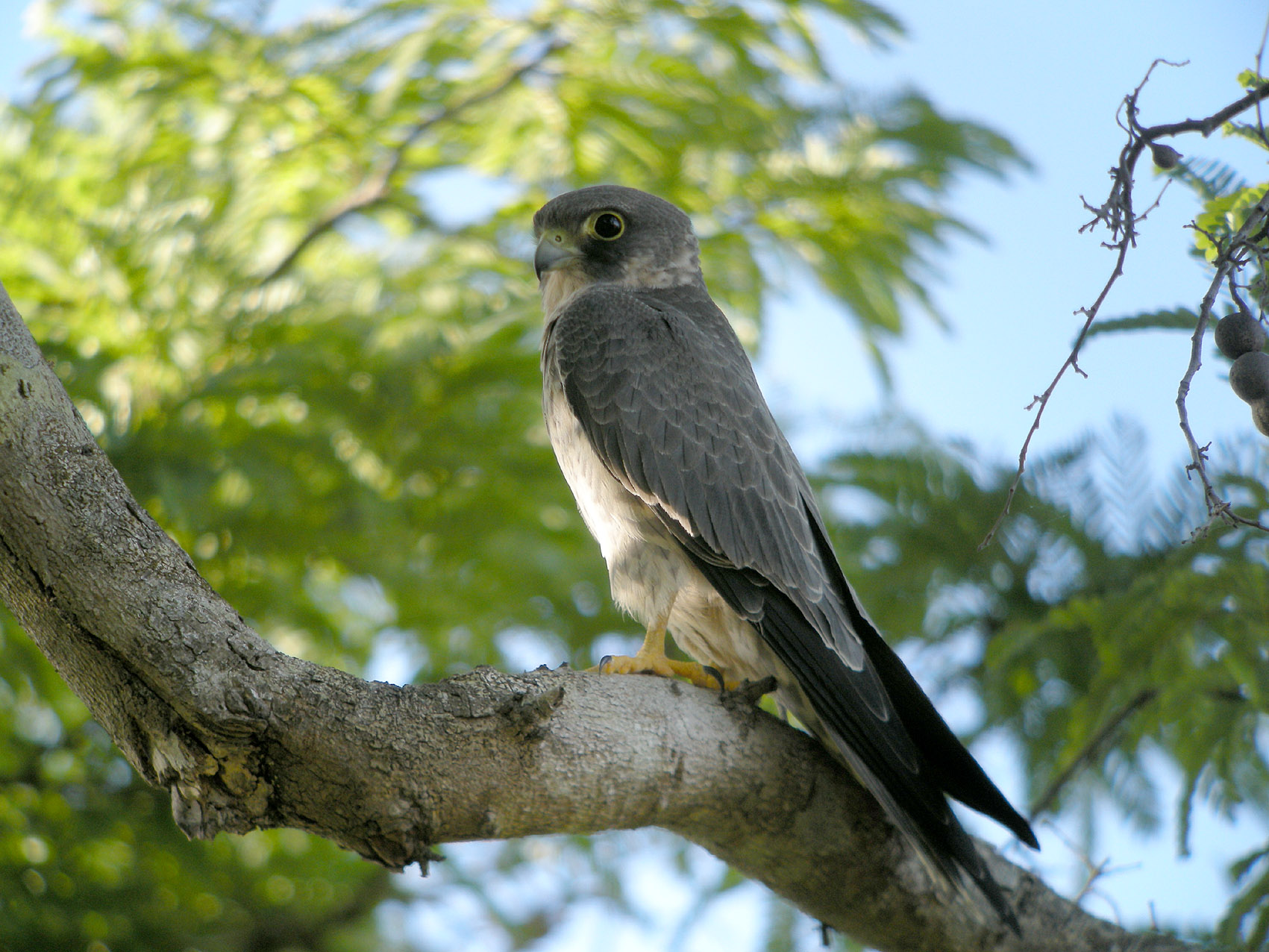 Sooty Falcon (Falco concolor)