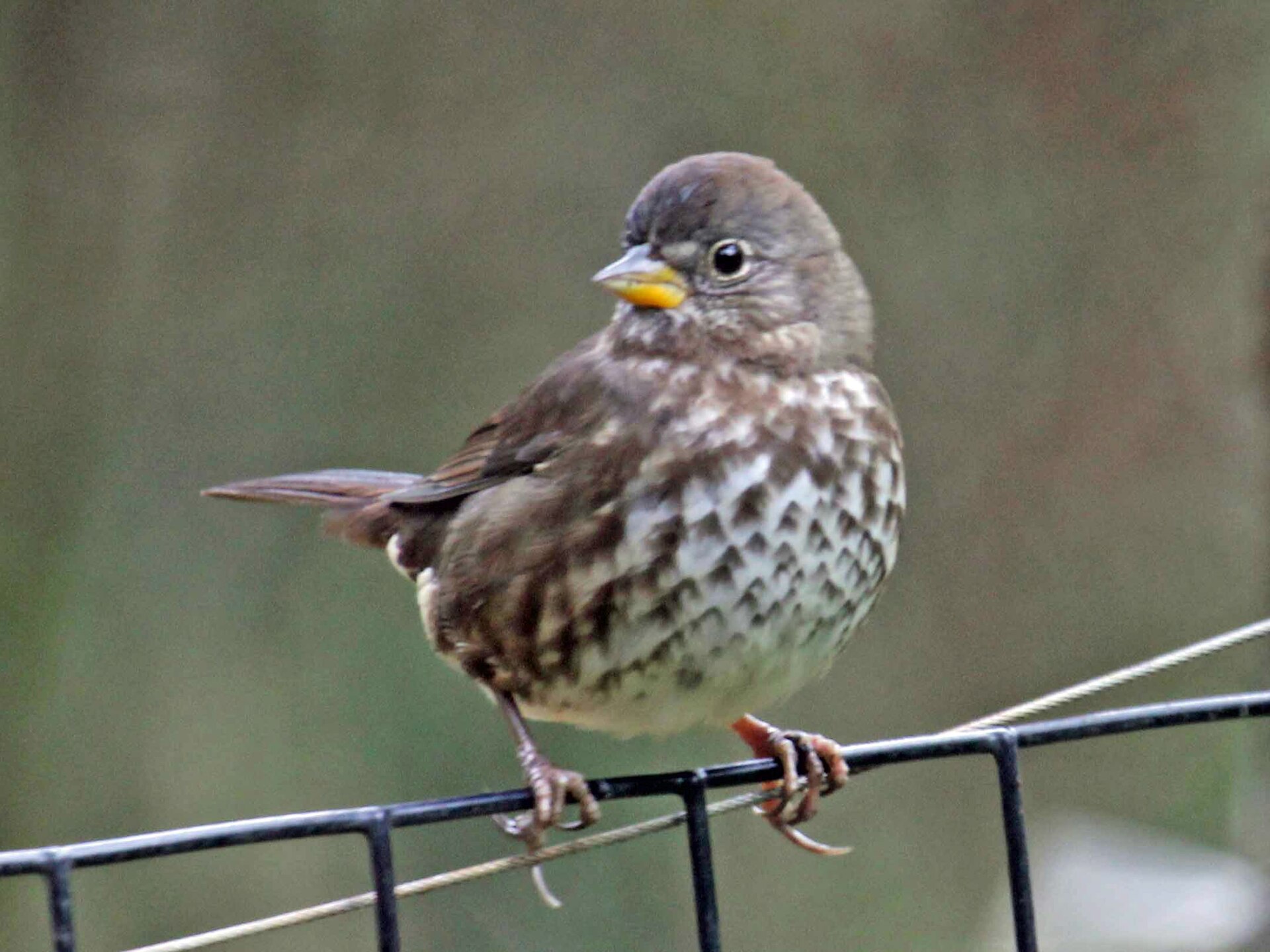 Sooty Fox Sparrow Migration ()
