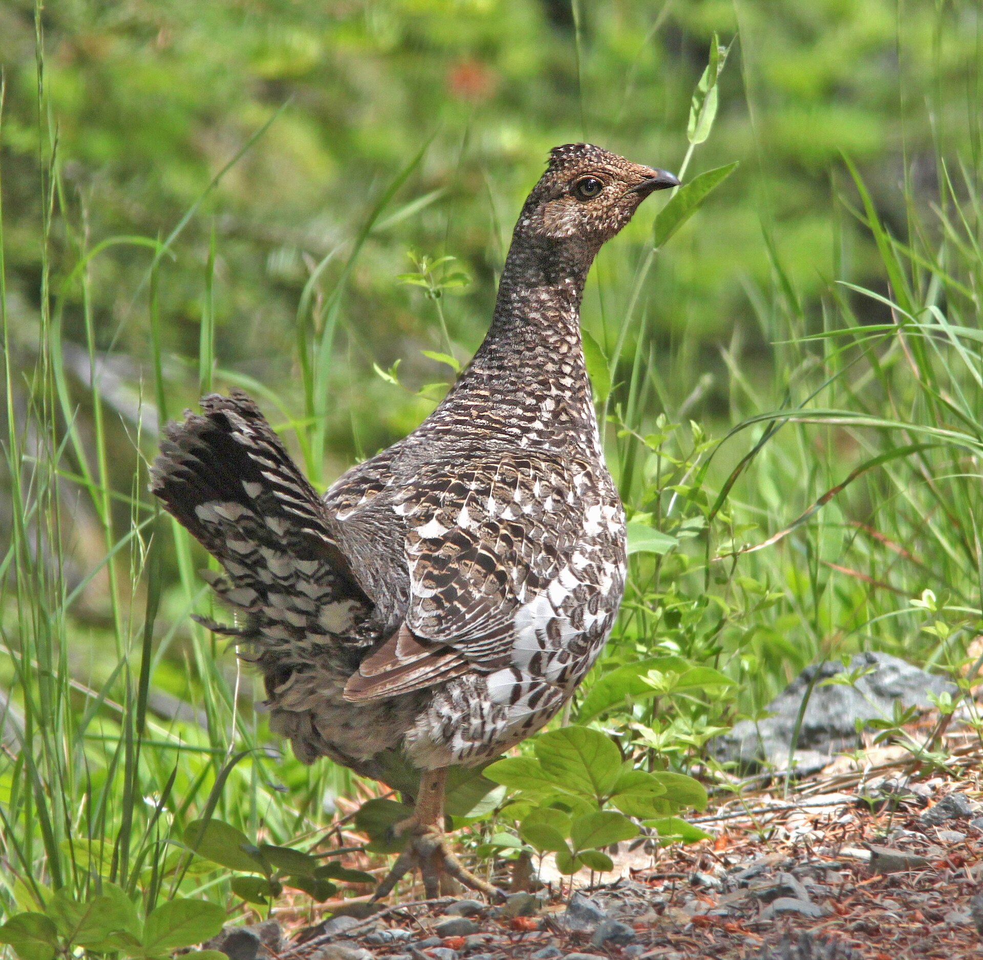 Sooty Grouse Information Sooty Grouse Information ()