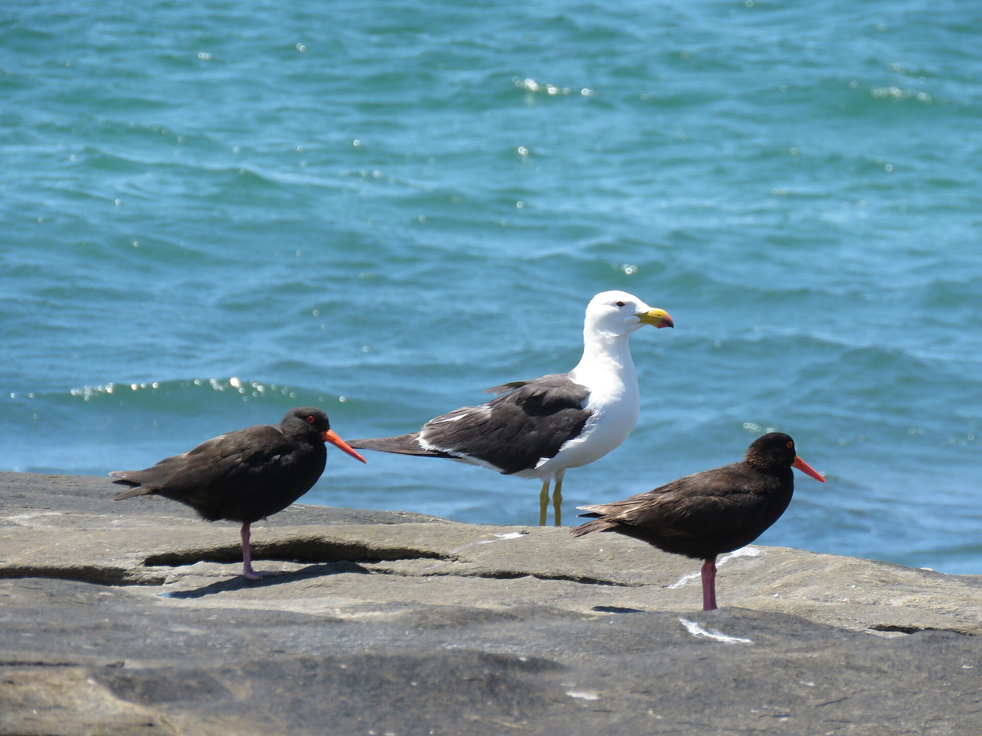 Sooty Oystercatcher Sooty Oystercatcher (Larus pacificus)
