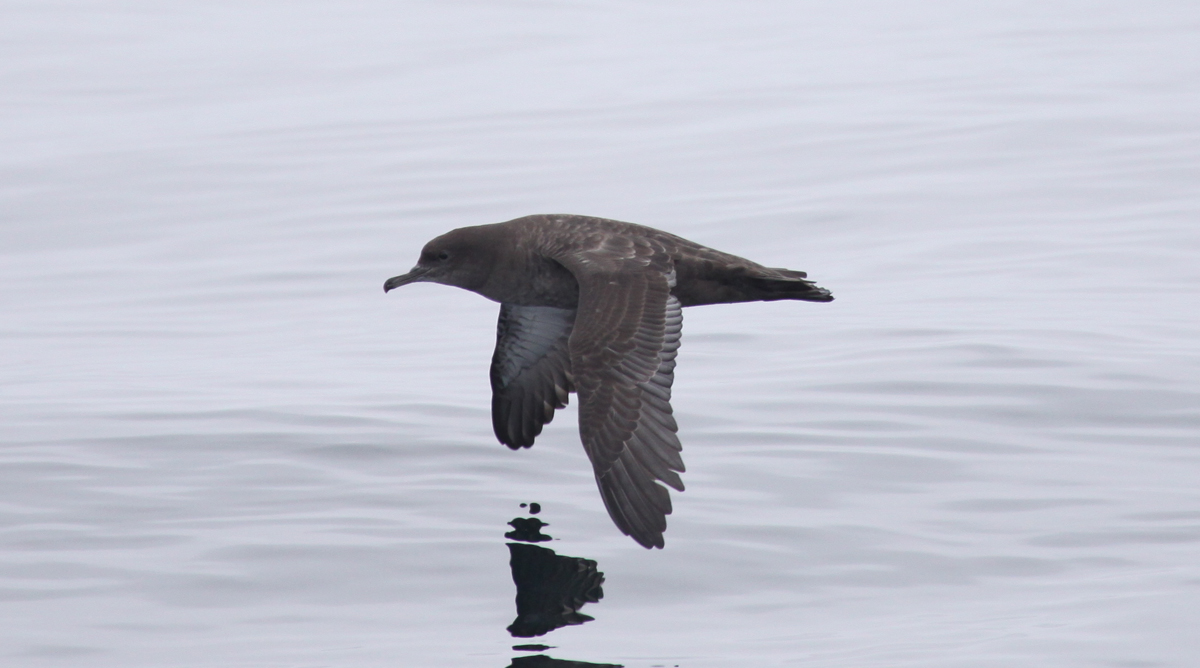 Sooty Shearwater ()
