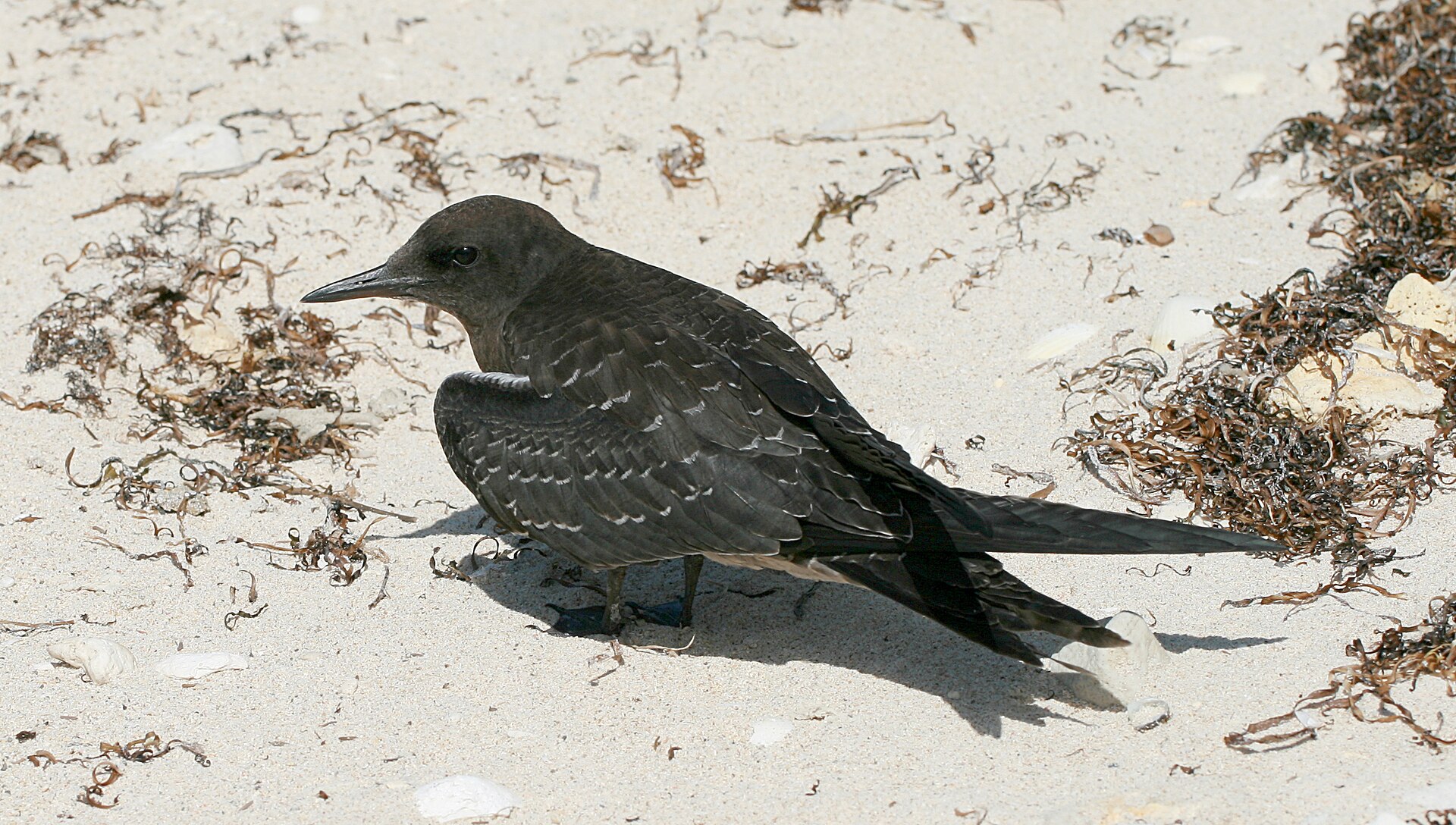 Sooty Tern ()