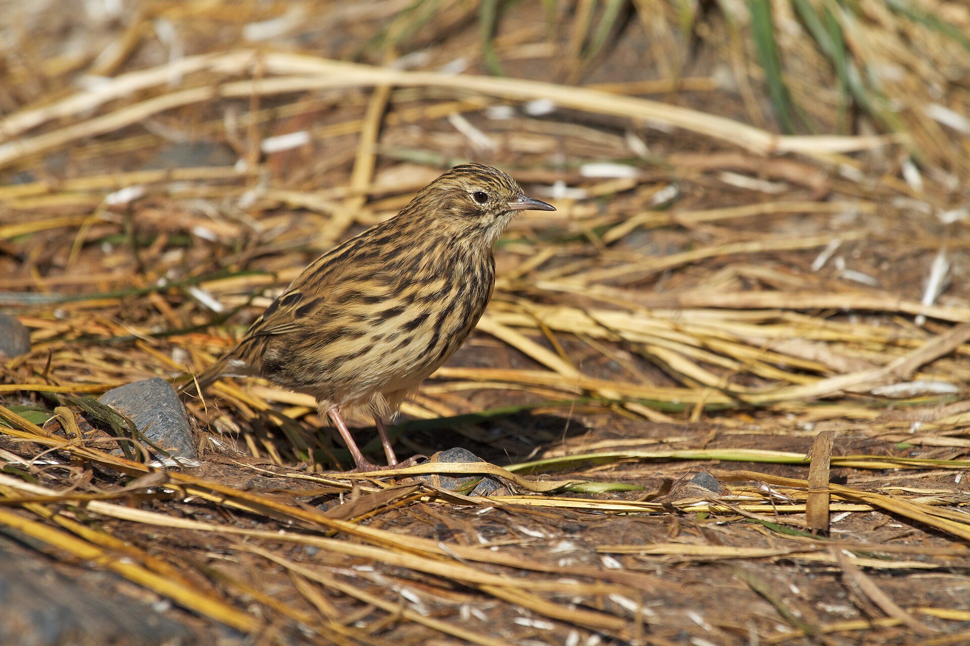 South Georgia Pipit South Georgia Pipit ()