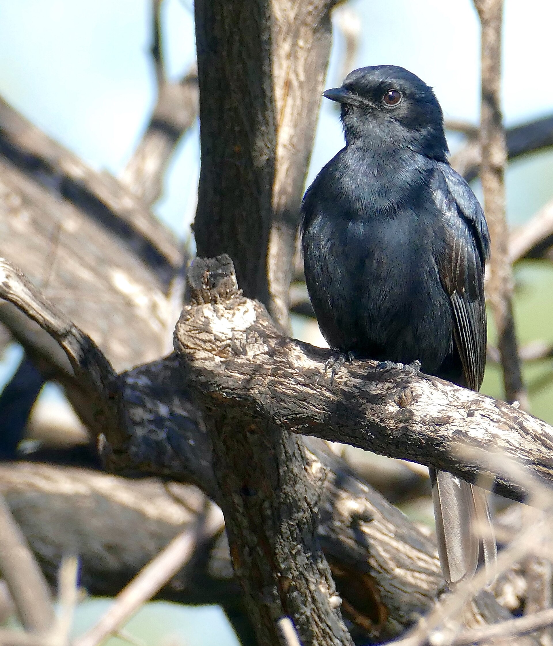 Southern Black Flycatcher (Melaenornis pammelaina)