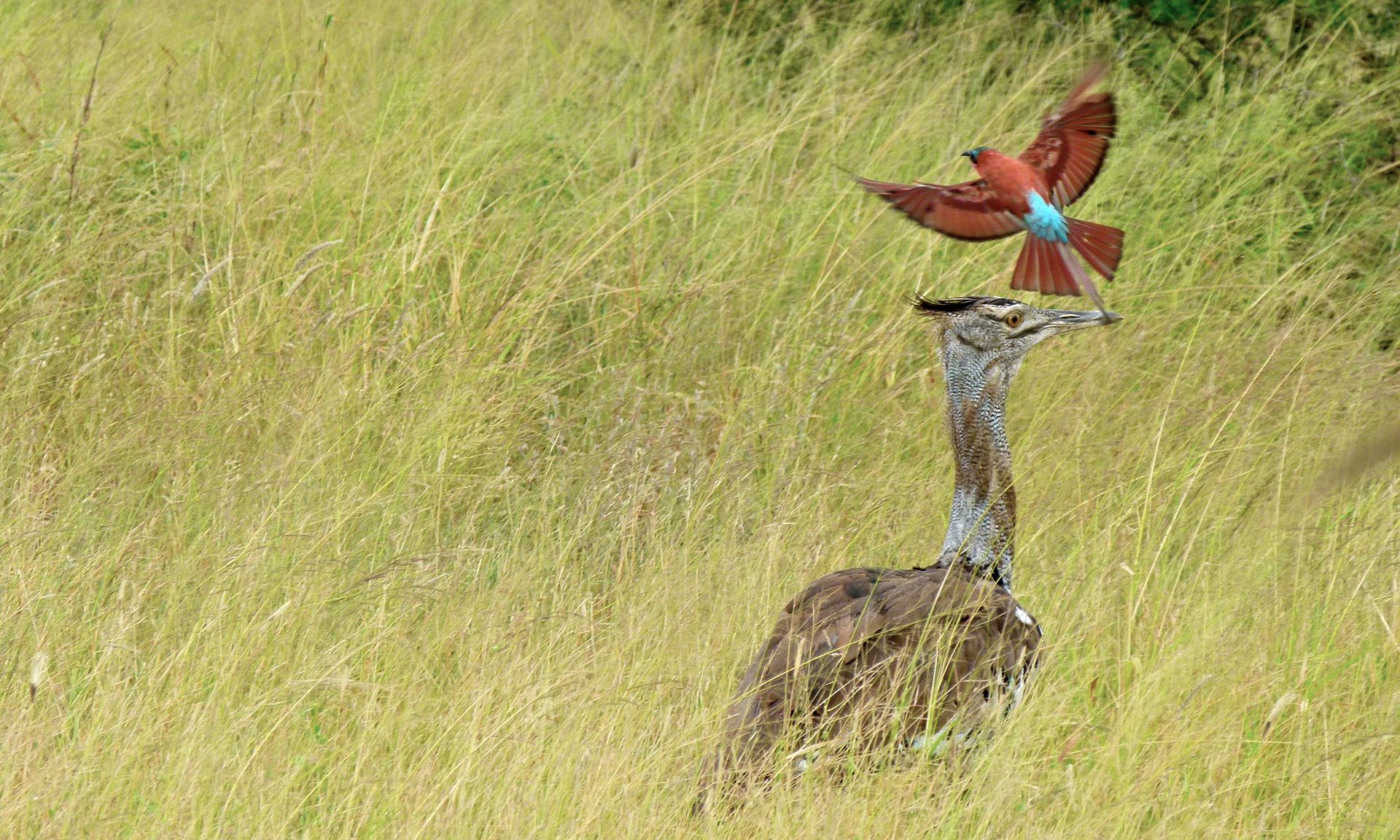 Southern Carmine Bee-Eater (Merops nubicoides)