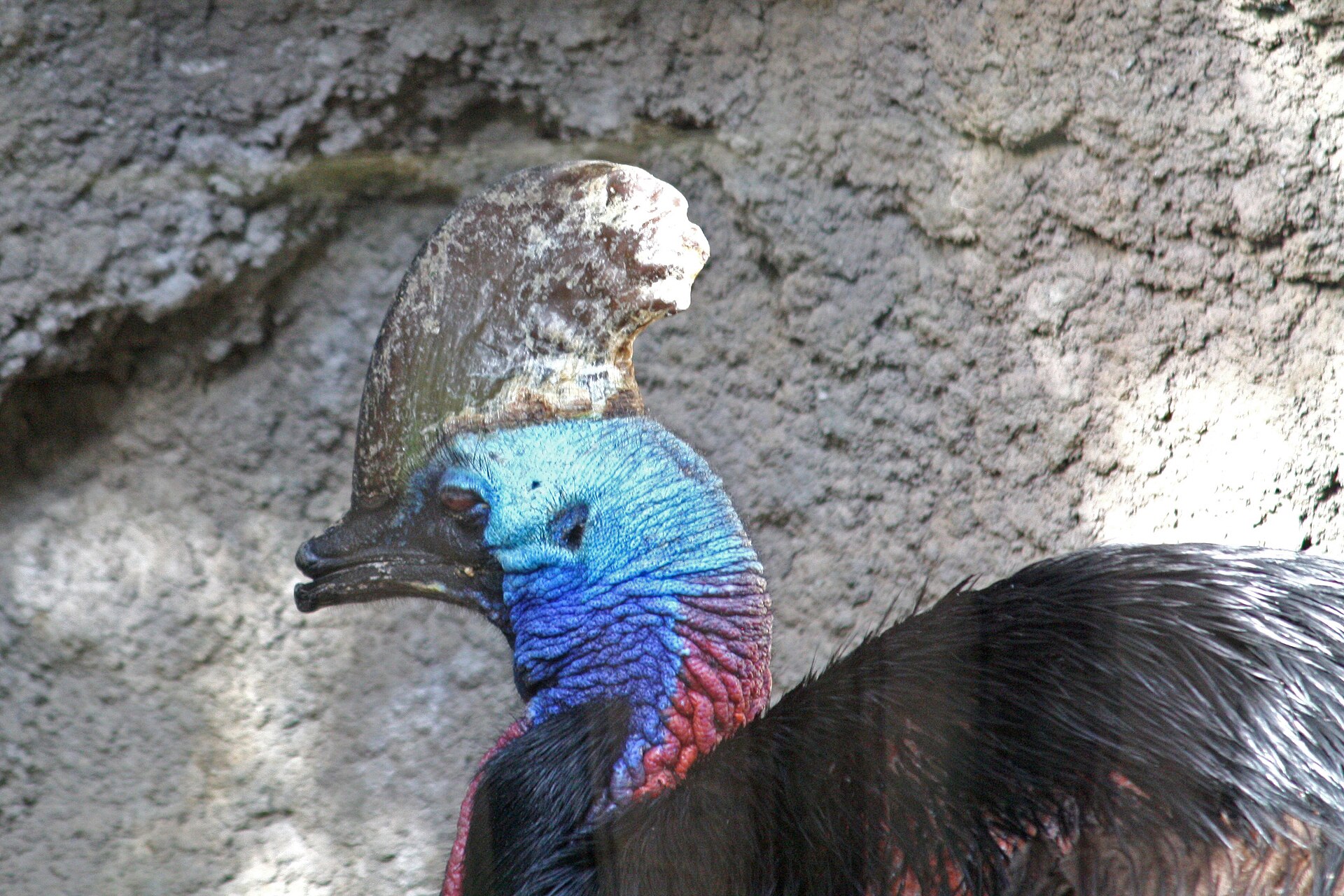Southern Cassowary Southern Cassowary (Casuarius casuarius)