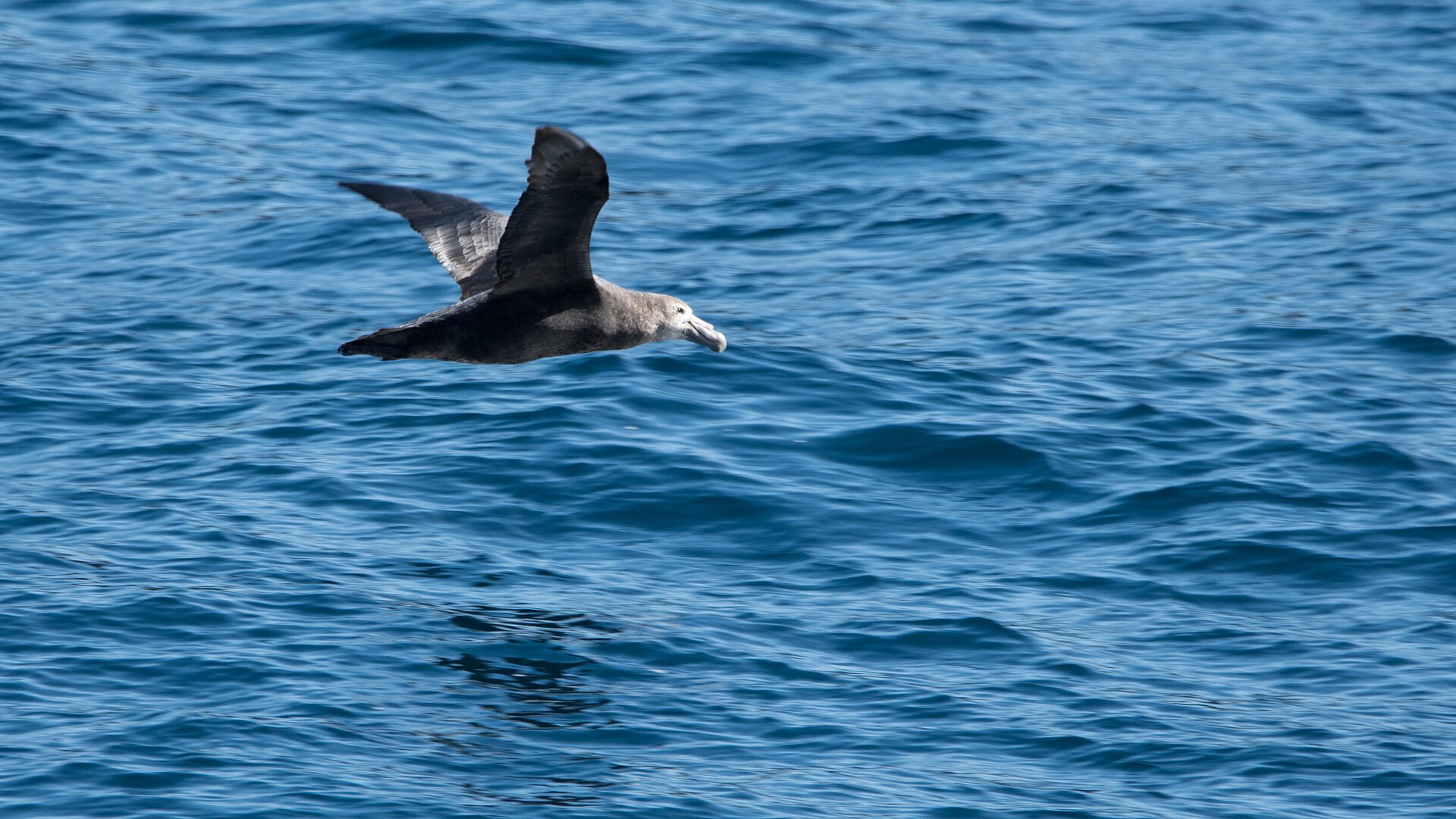 Southern Giant Petrel Southern Giant Petrel (Macronectes giganteus)