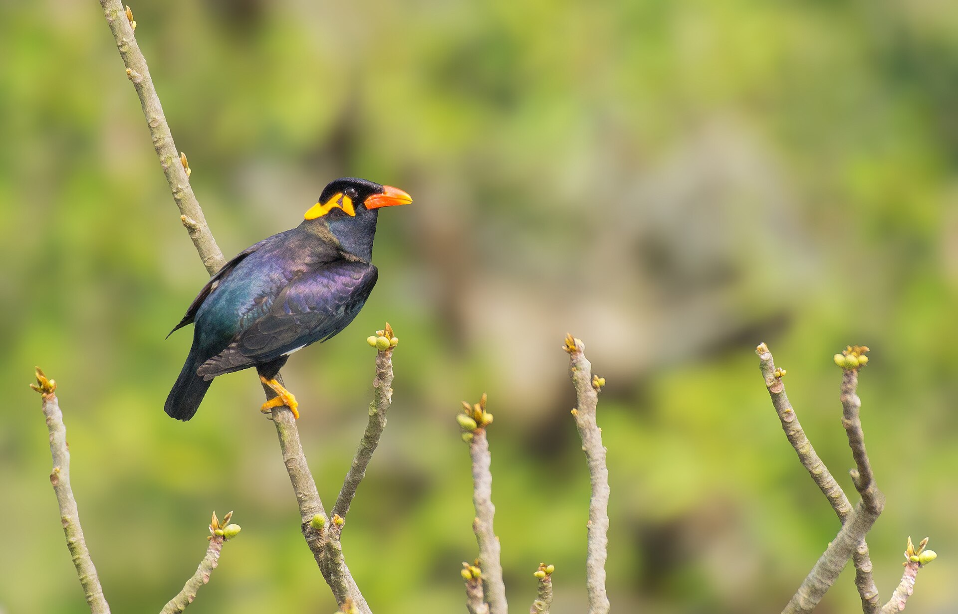 Southern Hill Mynah ()