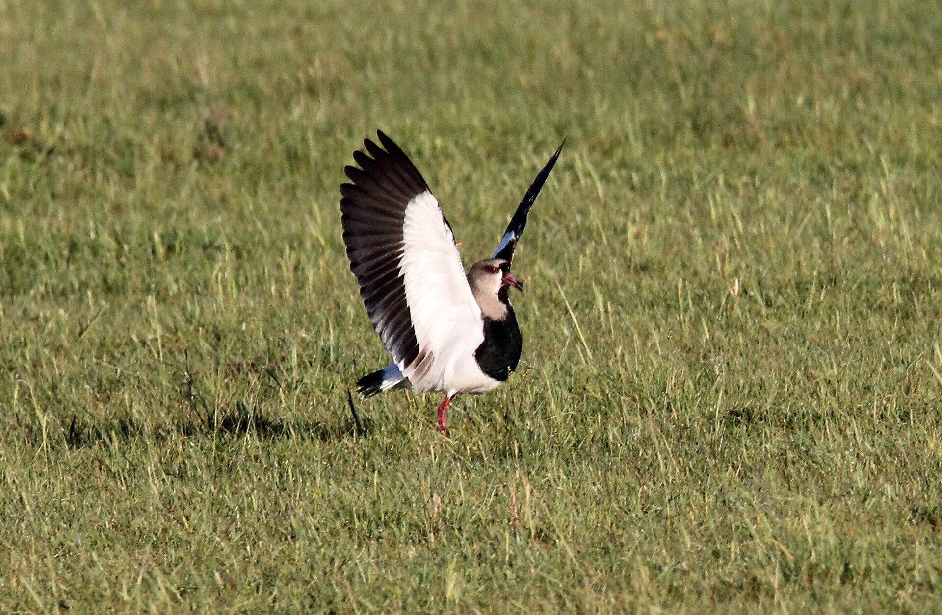 Southern Lapwing (Vanellus chilensis)