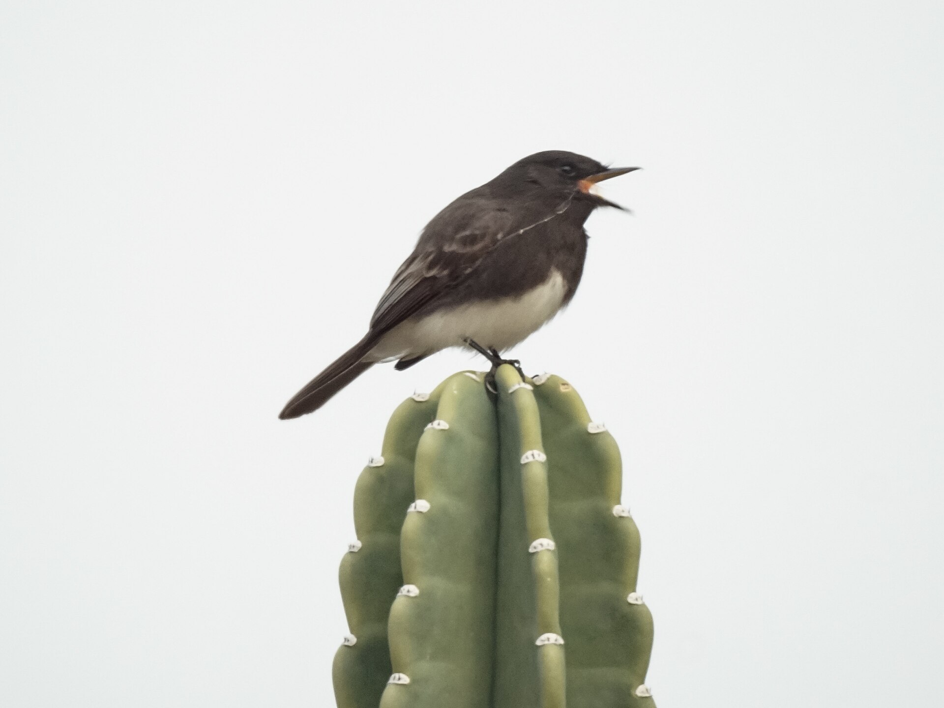 Southern Phoebe Southern Phoebe ()