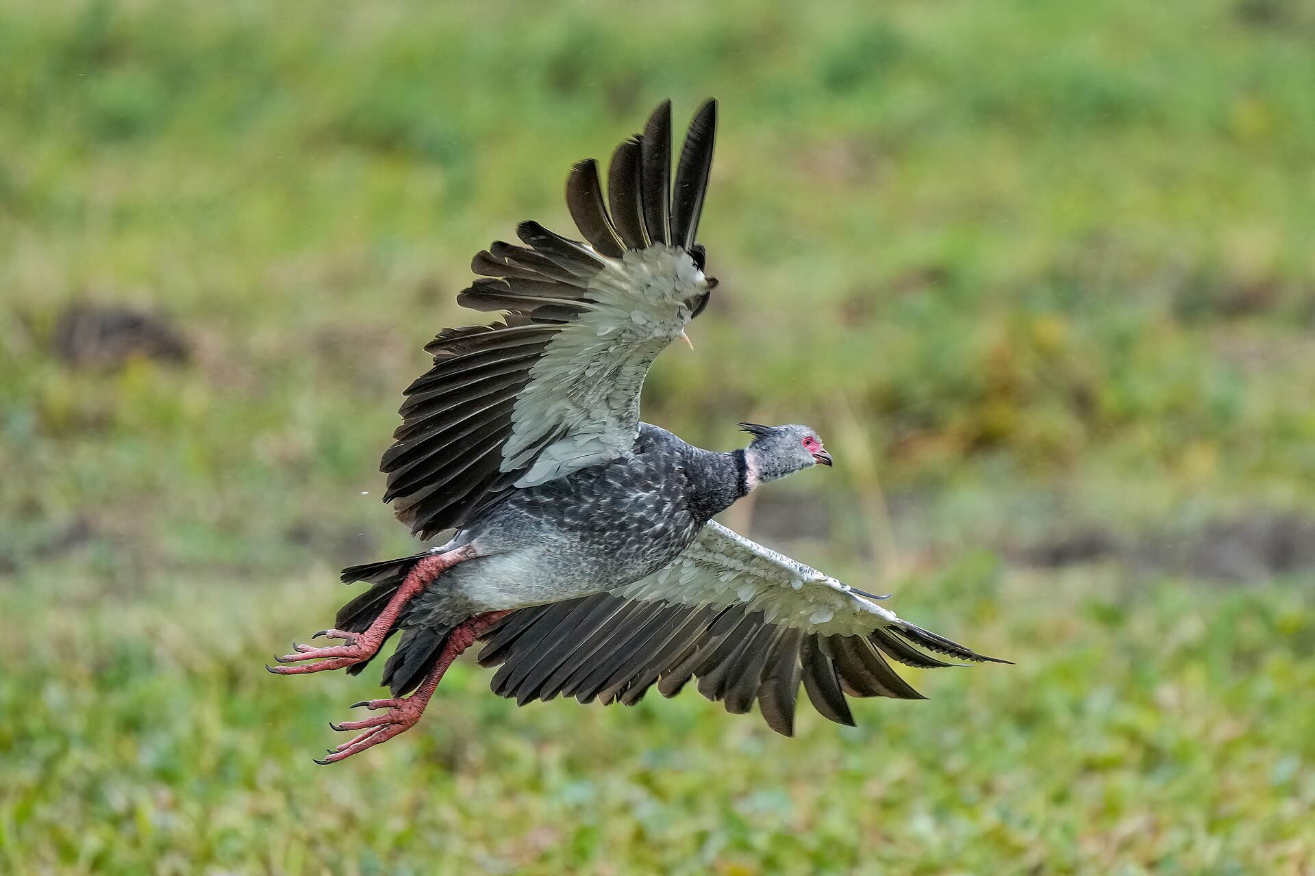 Southern Screamer (Chauna torquata)