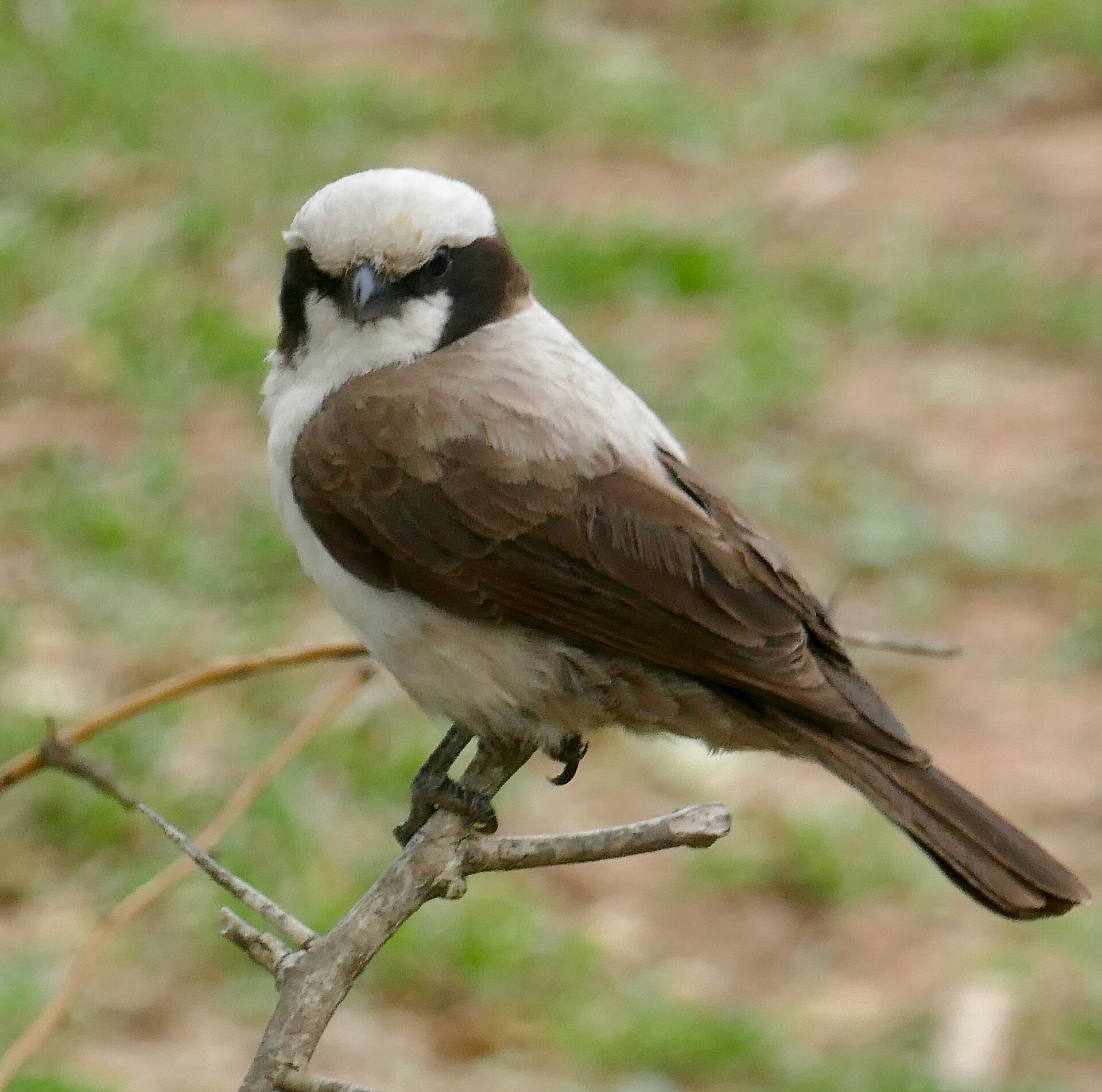 Southern White-crowned Shrike (Eurocephalus anguitimens)