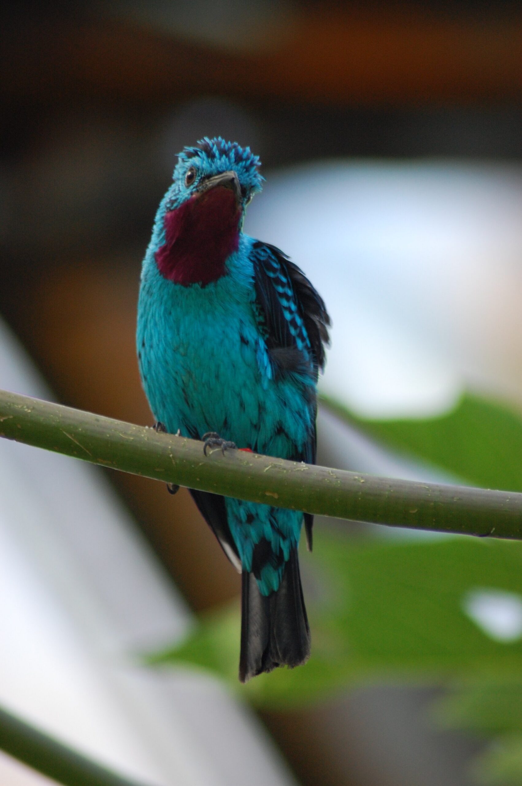 Spangled Cotinga (Cotinga cayana)