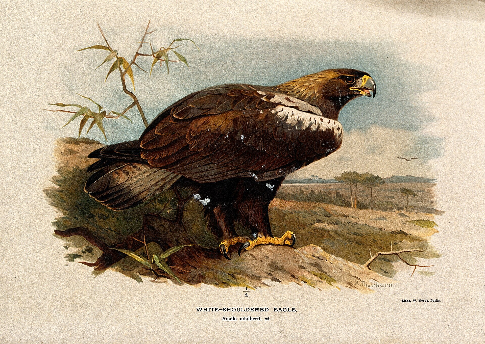 Spanish Imperial Eagle ()