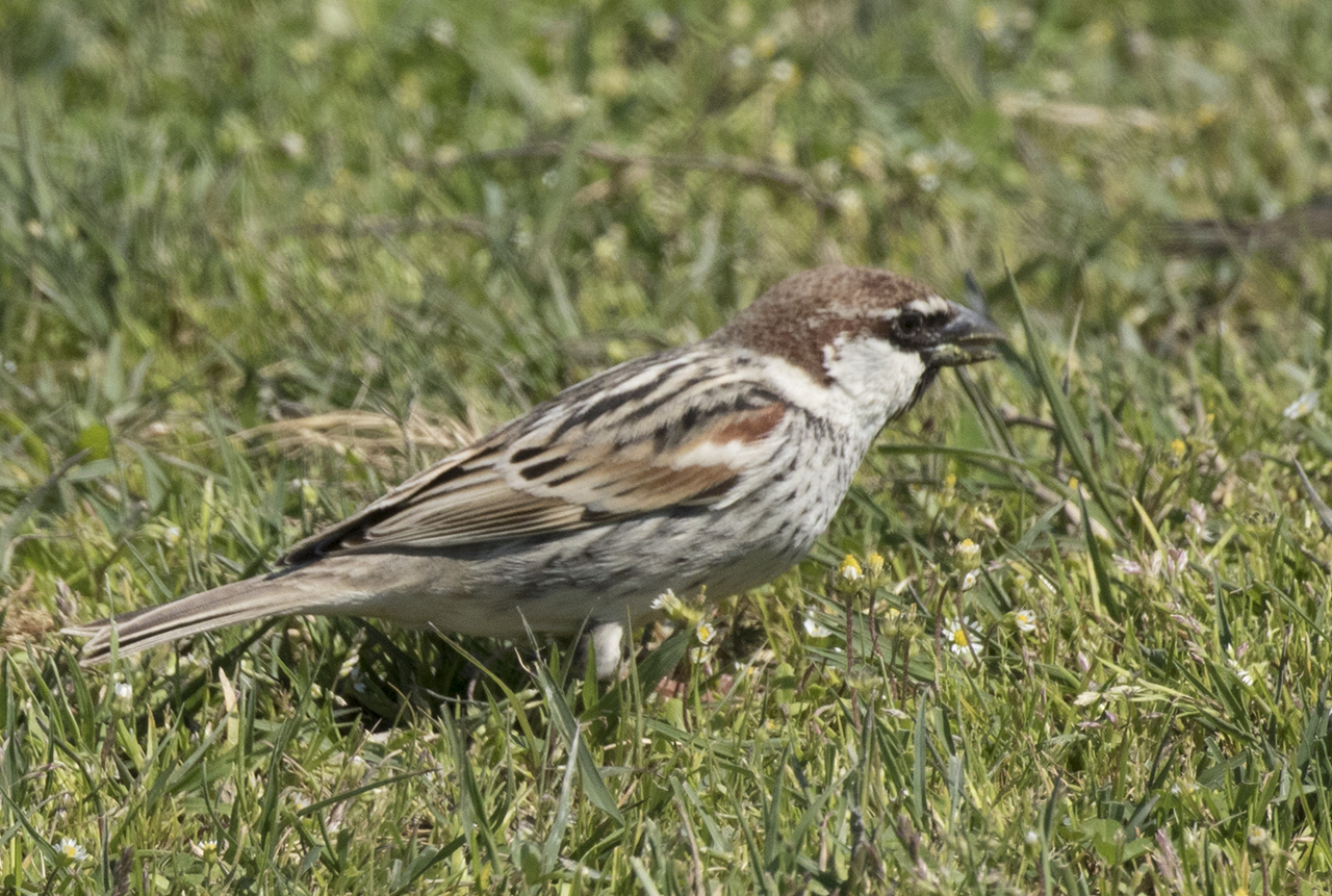 Spanish Sparrow Spanish Sparrow (Passer hispaniolensis)
