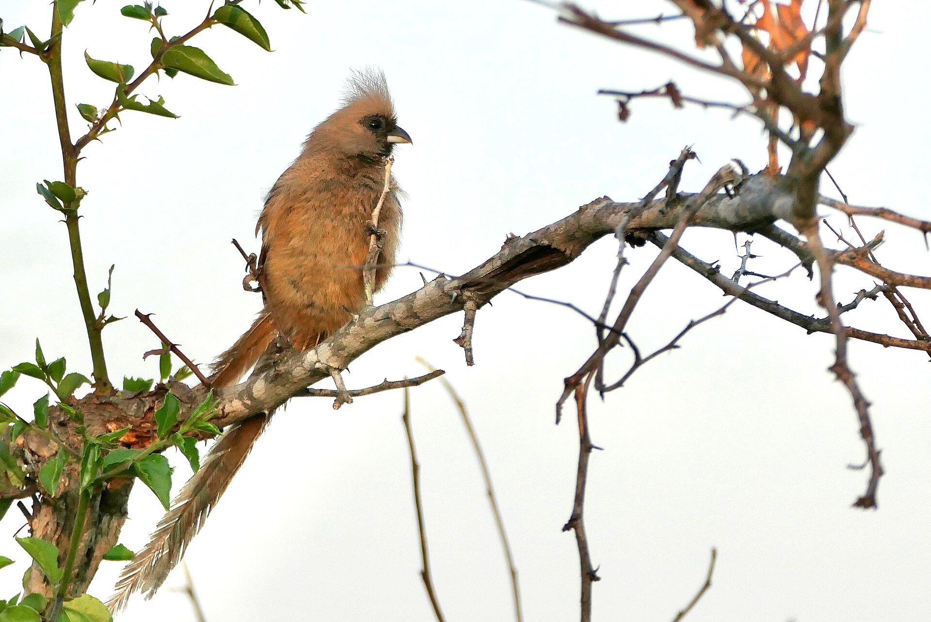 Speckled Mousebird (Colius striatus)