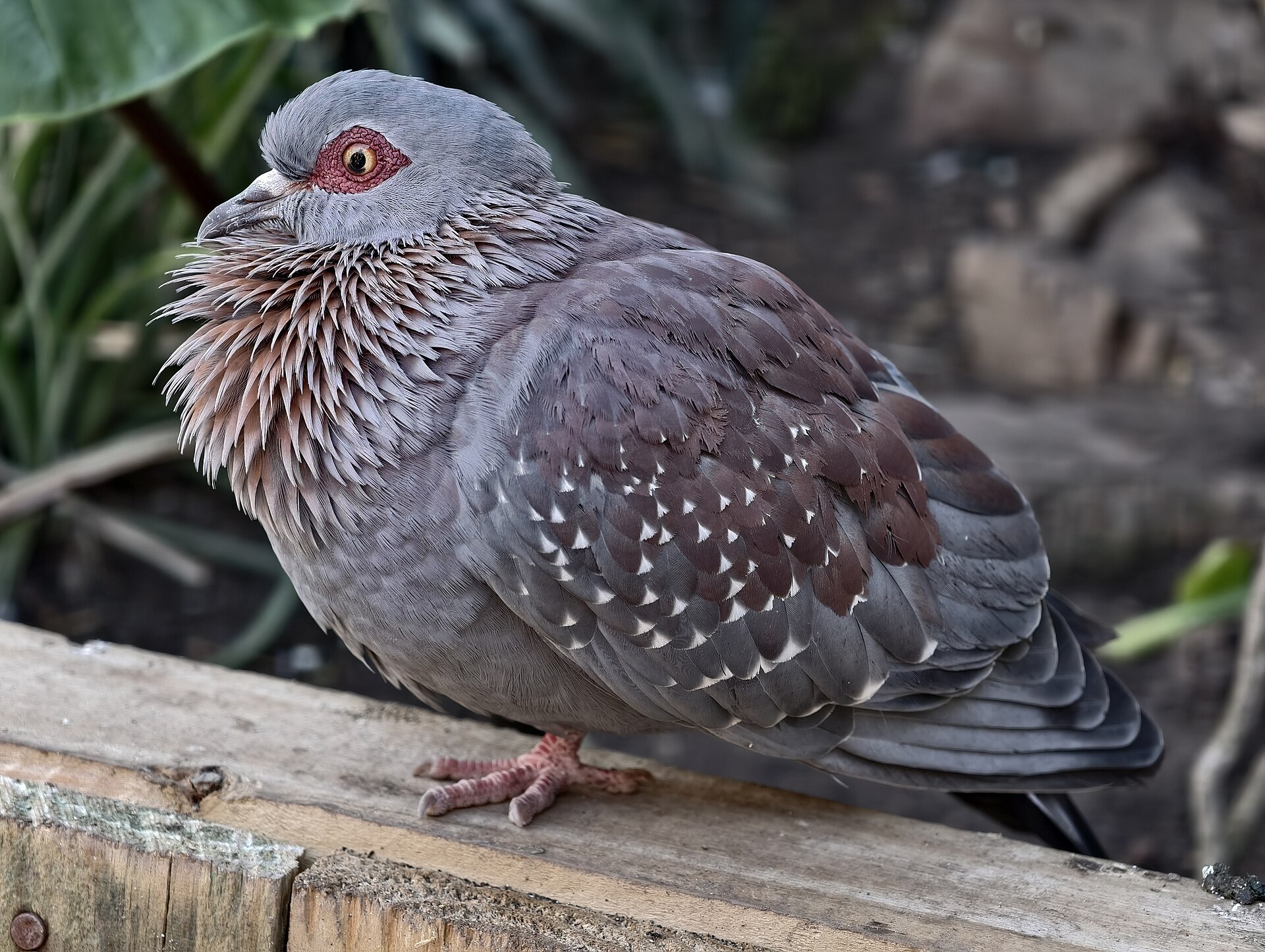 Speckled Pigeon ()