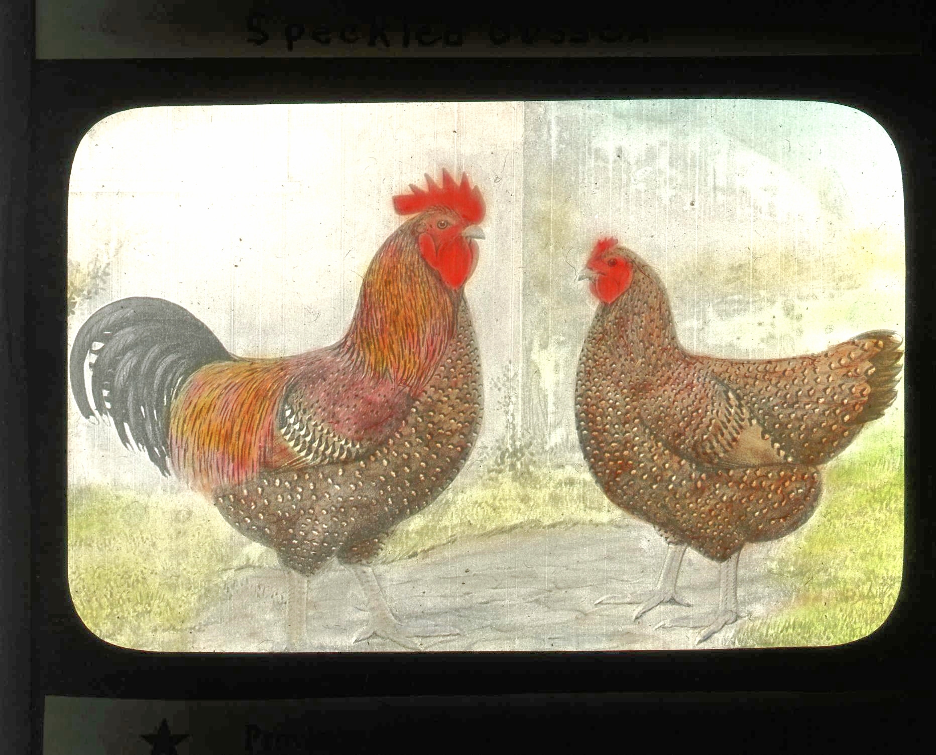 Speckled Sussex Chicken ()
