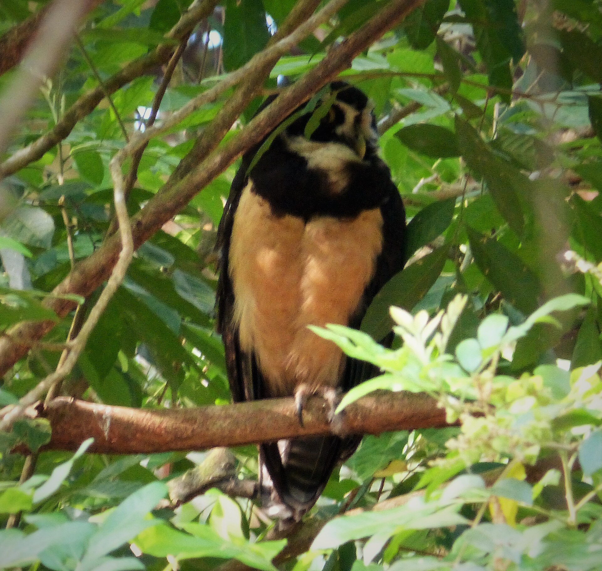 Spectacled Owl Spectacled Owl (Pulsatrix perspicillata)