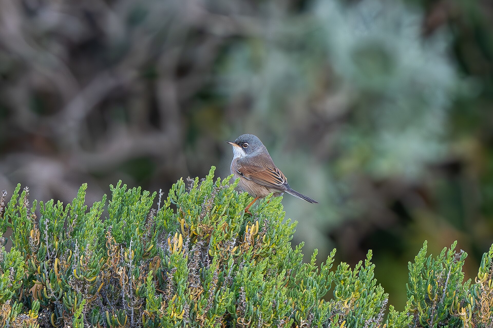 Spectacled Warbler Spectacled Warbler ()