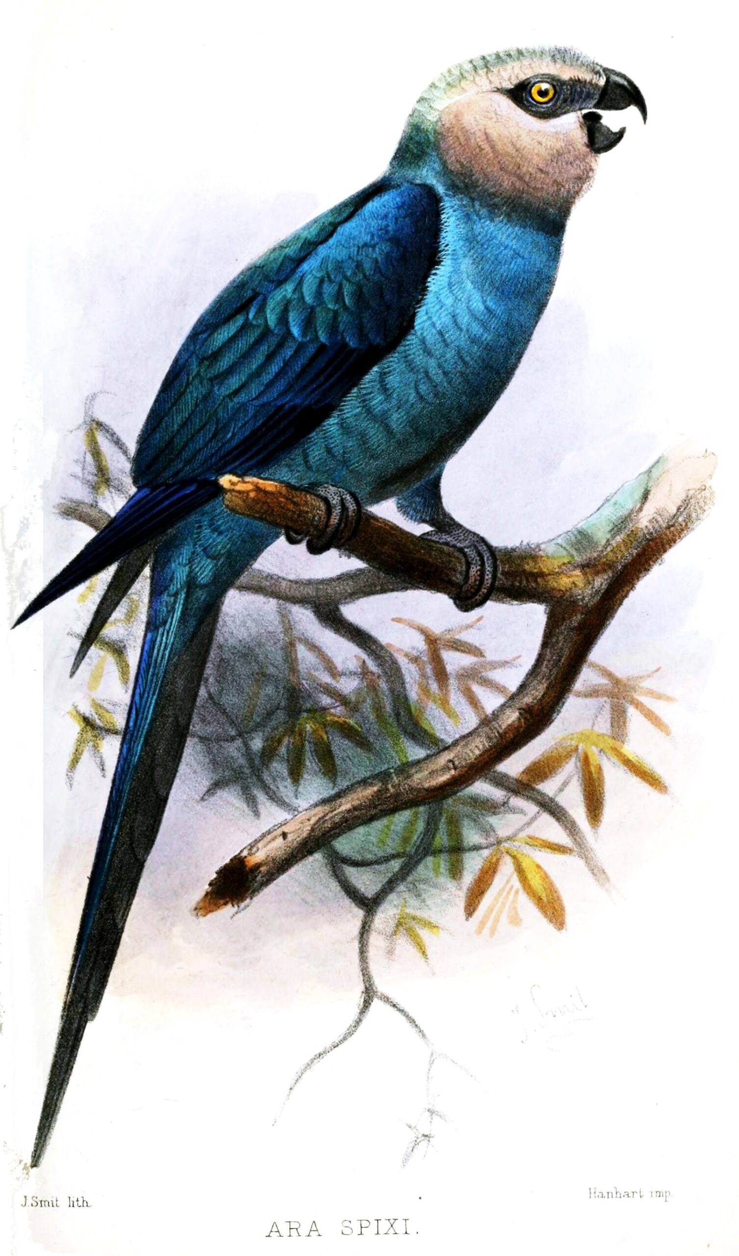 Spix Macaw Spix Macaw (Cyanopsitta spixii)