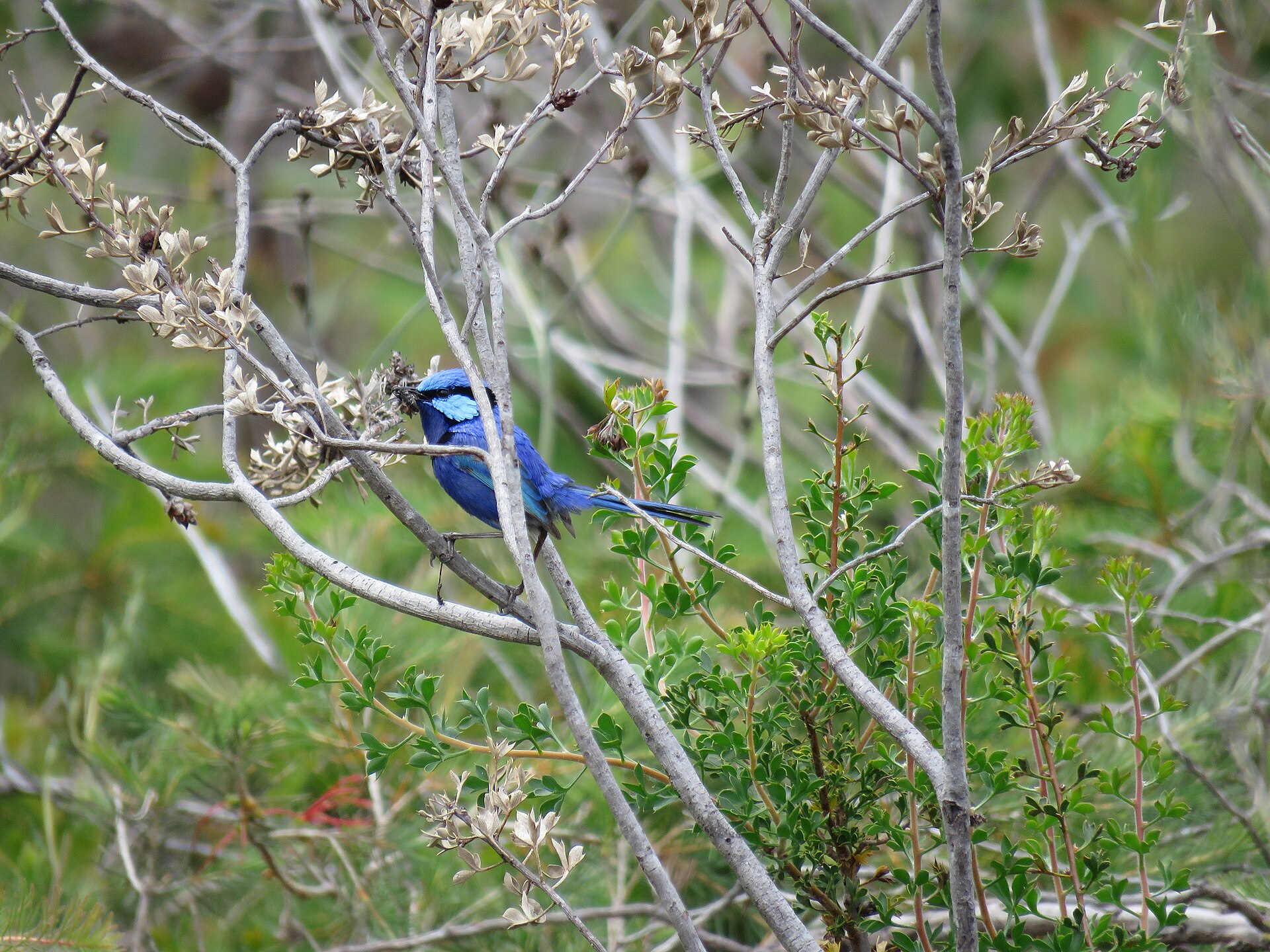 Splendid Fairy-wren Splendid Fairy-wren (Malurus splendens)