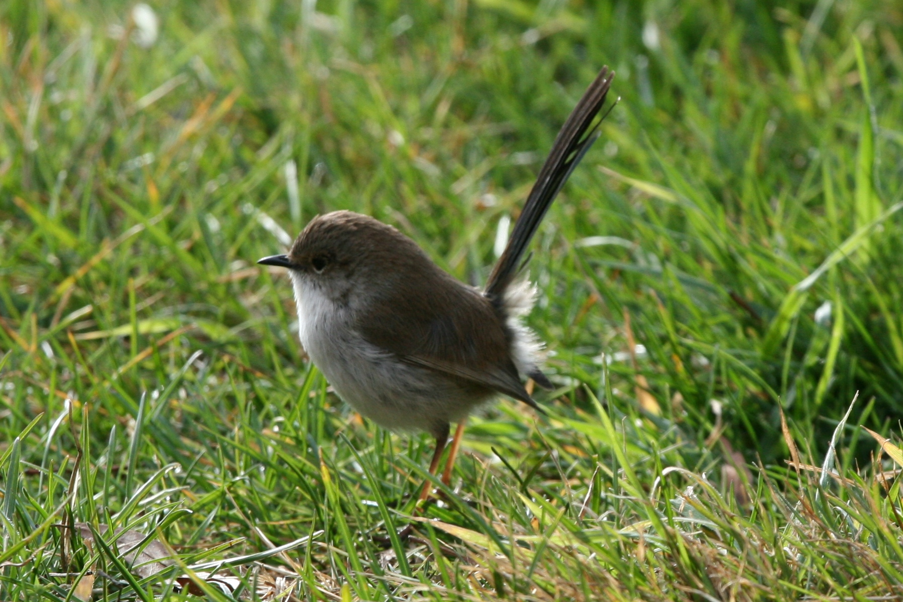 Splendid Fairywren (Malurus splendens)