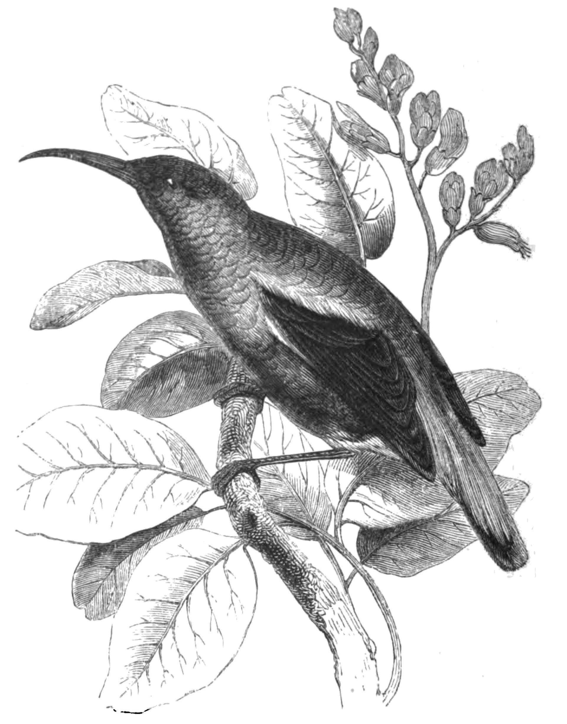 Splendid Sunbird Detail Splendid Sunbird Detail ()