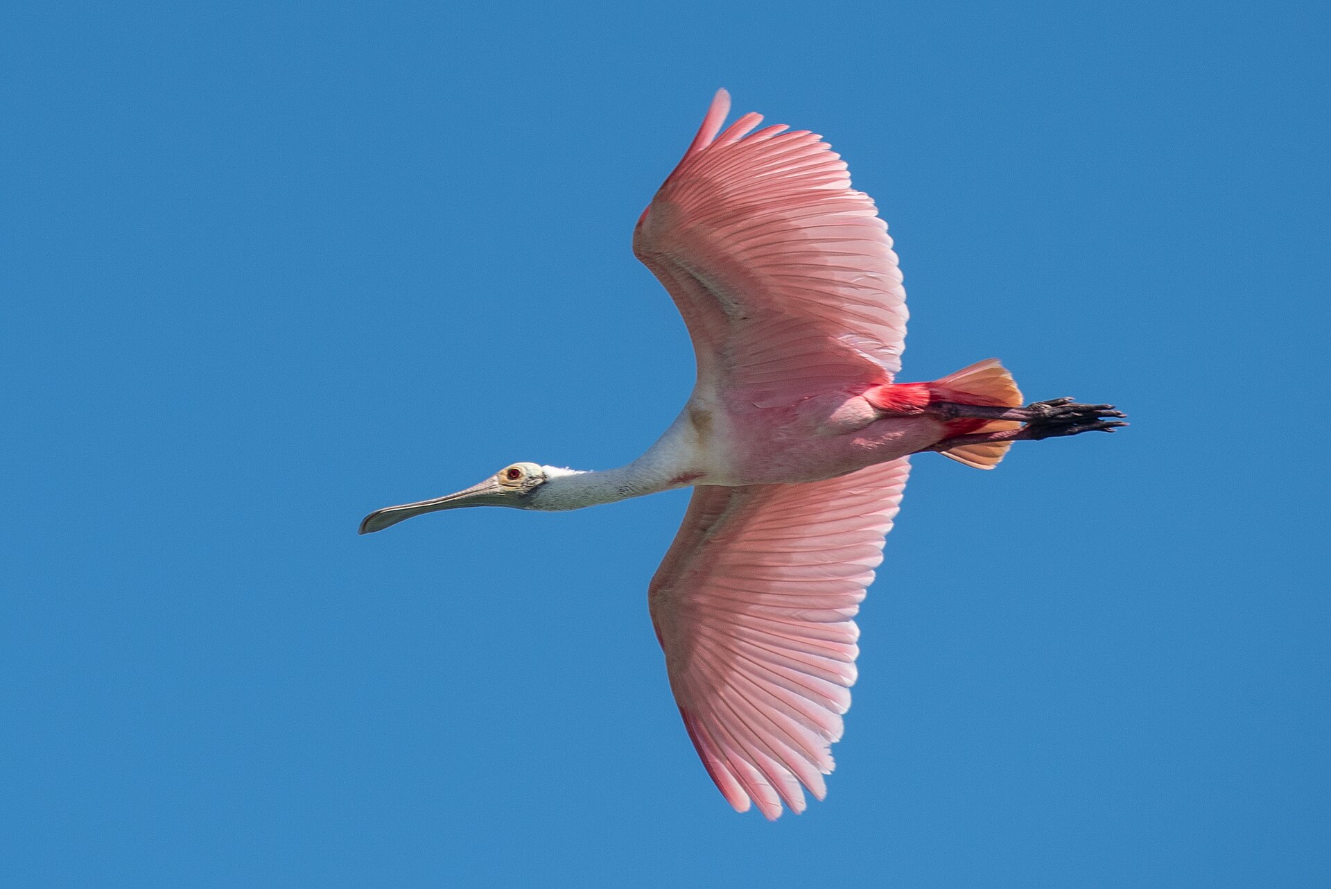 Spoonbill (Platalea ajaja)
